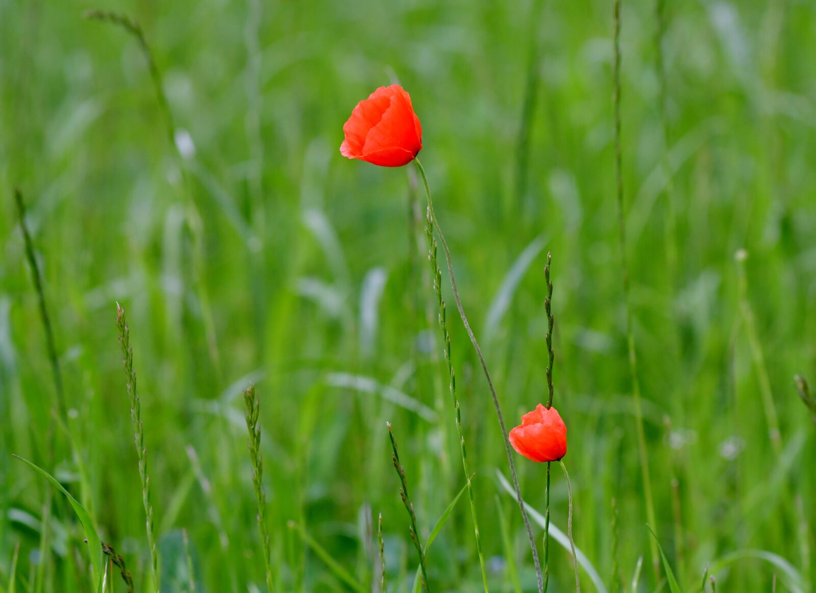 Nikon D500 sample photo. Poppies, flower, spring photography