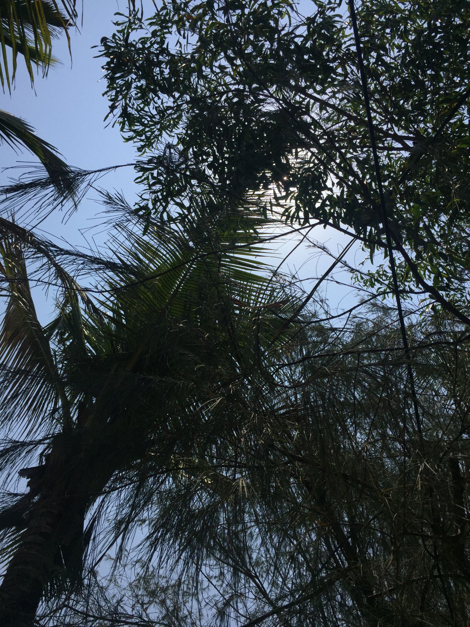 iPhone 6 back camera 4.15mm f/2.2 sample photo. Under, the, sun, under photography