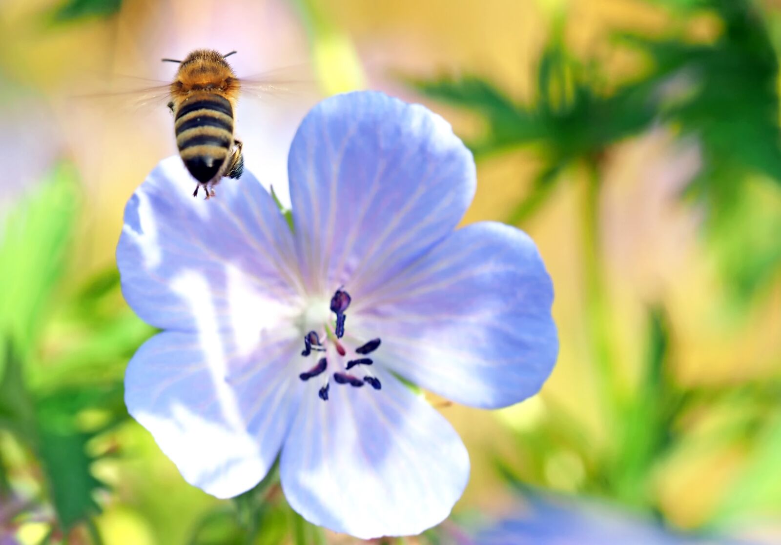 Olympus M.Zuiko Digital ED 60mm F2.8 Macro sample photo. Cranesbill, bee, flight photography