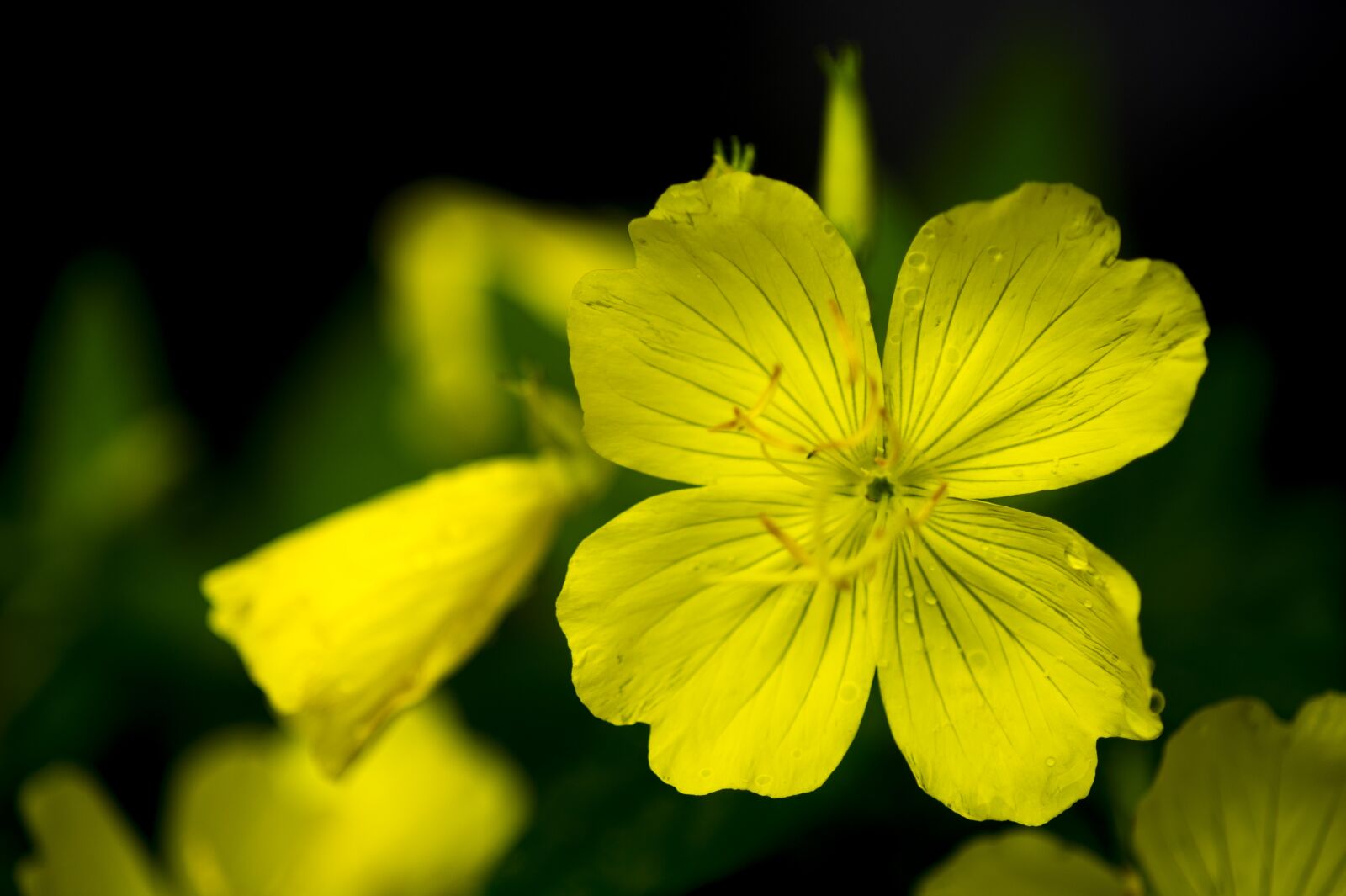 Nikon D3S sample photo. Baby primrose, wildflower, nature photography