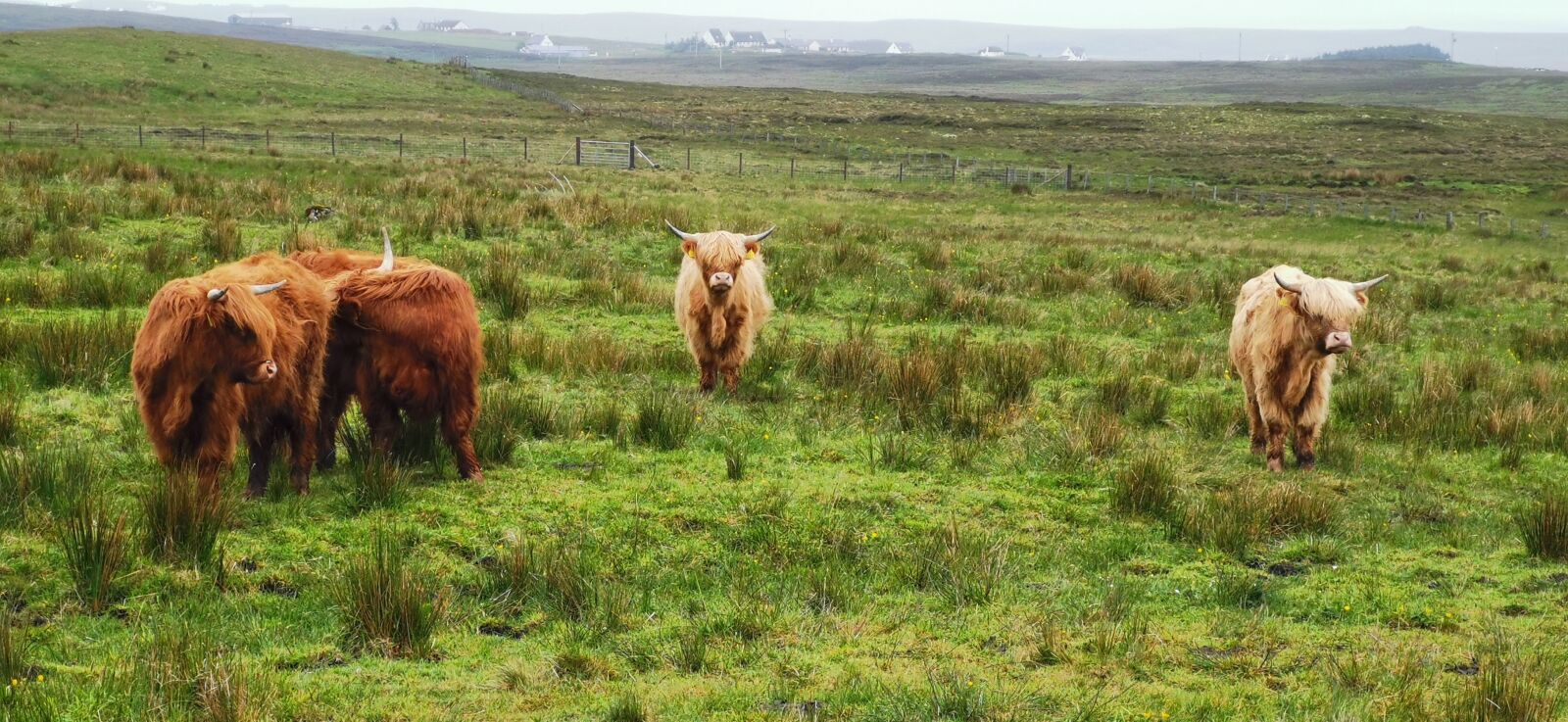 HUAWEI P30 sample photo. Scotland, cows, beef photography