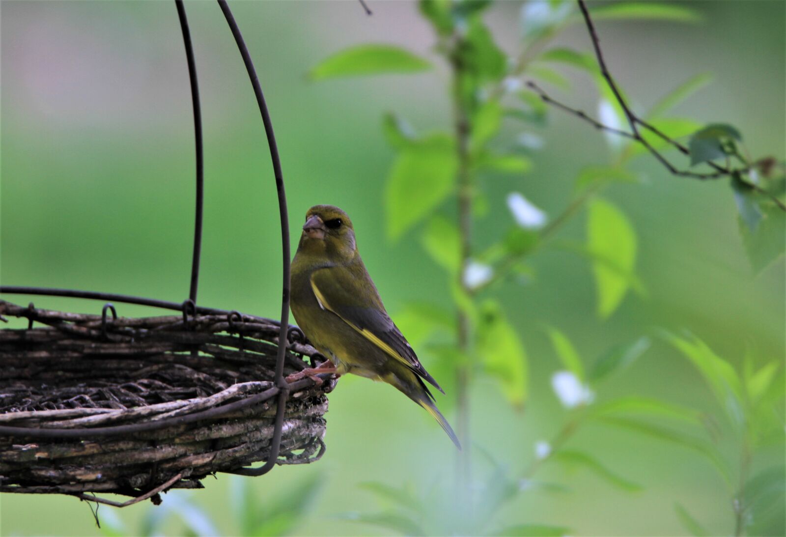 Tamron SP 150-600mm F5-6.3 Di VC USD sample photo. Greenfinch, bird, songbird photography