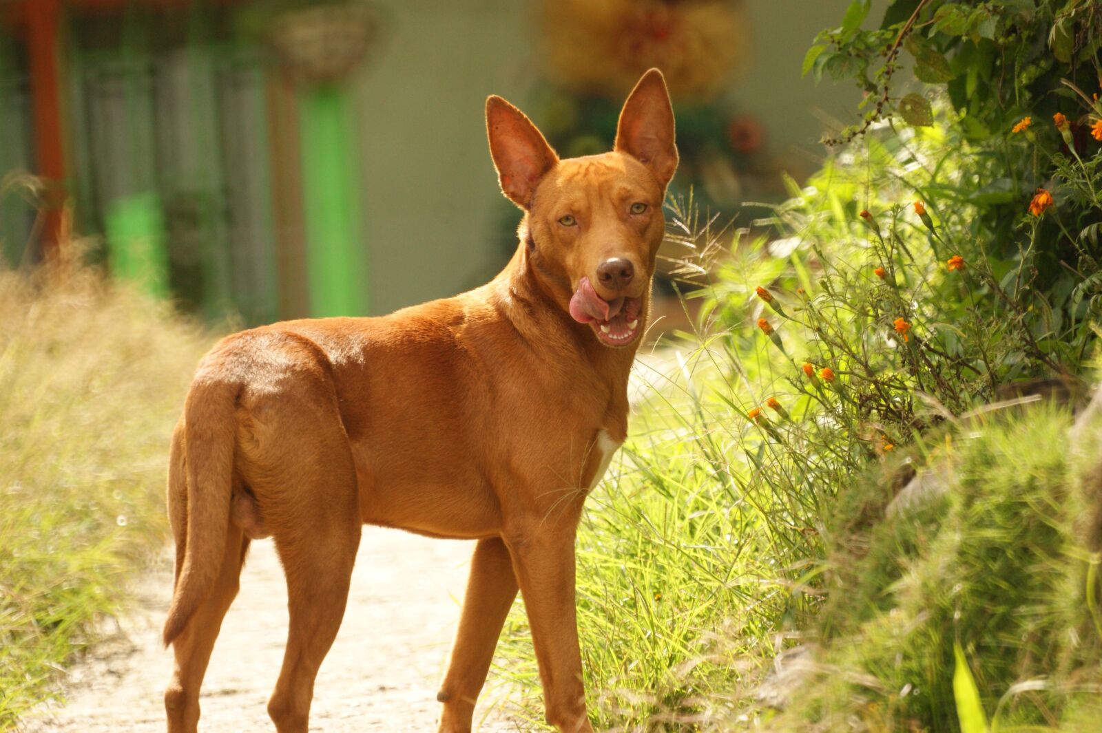 Sony Alpha DSLR-A390 sample photo. Animalia, dog domestic, canine photography