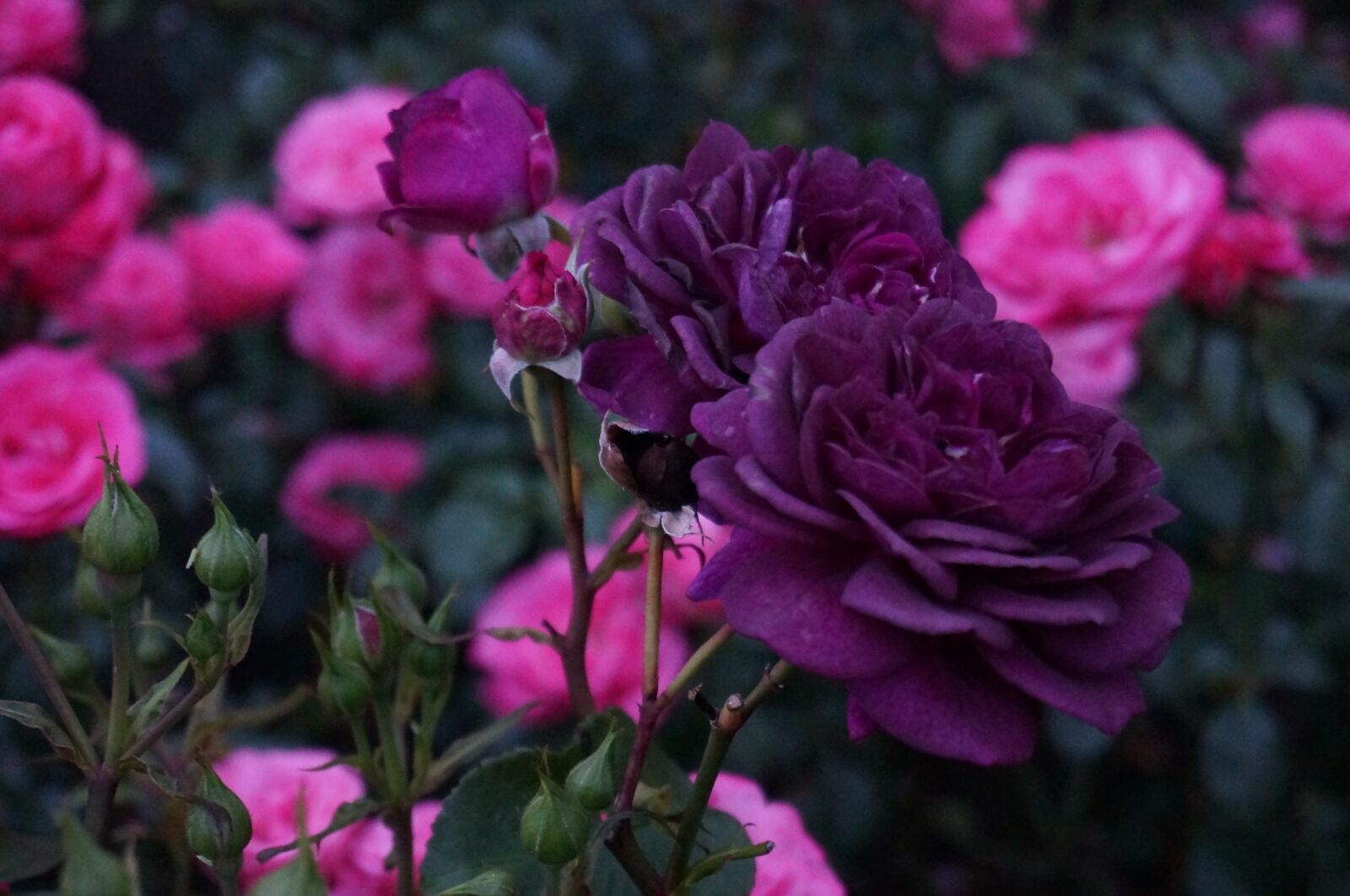 Sony Alpha NEX-5T sample photo. Flowers, rose, purple photography