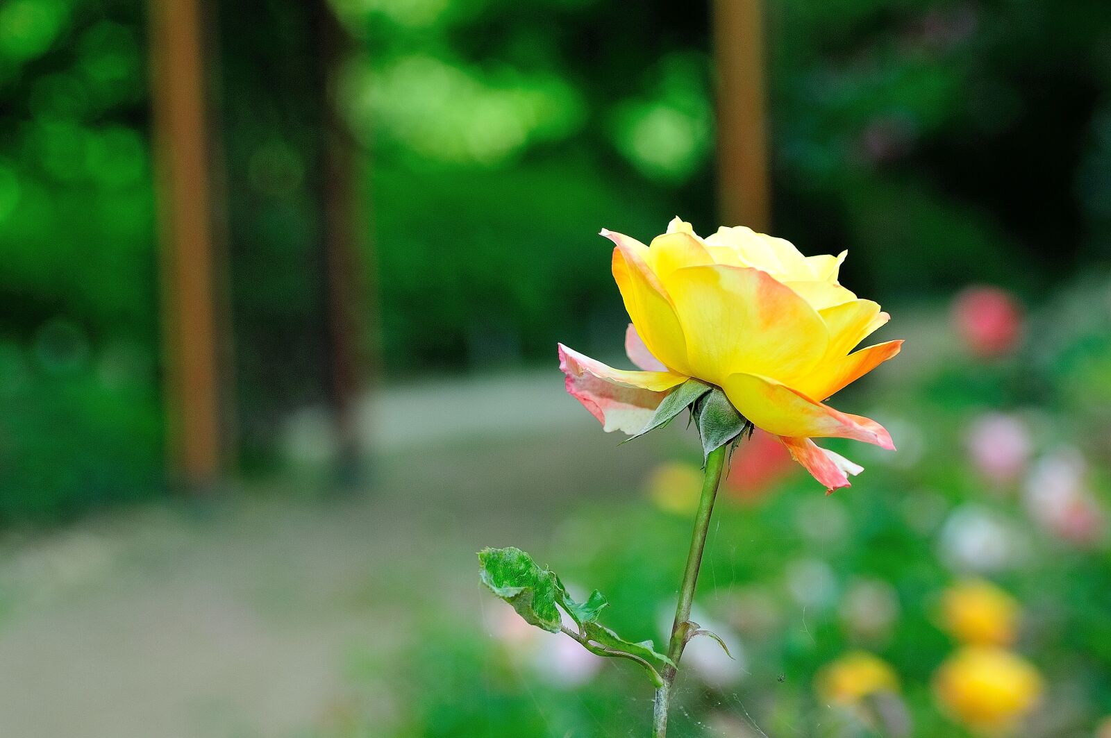 Nikon D300S sample photo. Rose, rose park, flowers photography