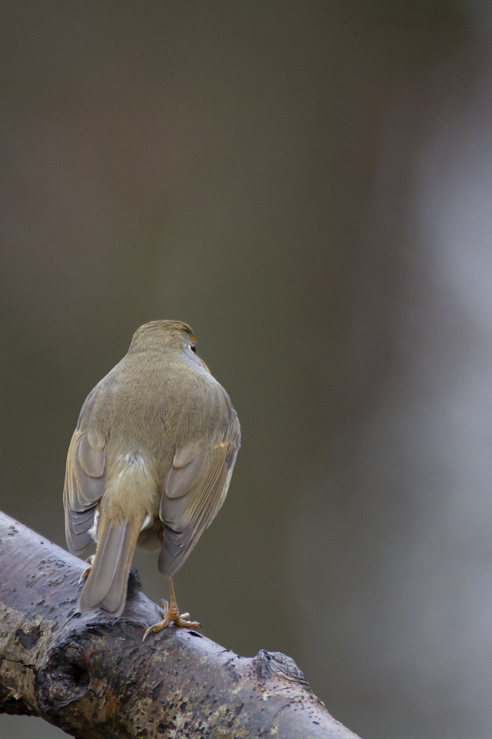 Canon EOS 7D sample photo. Robin, bird, forest photography