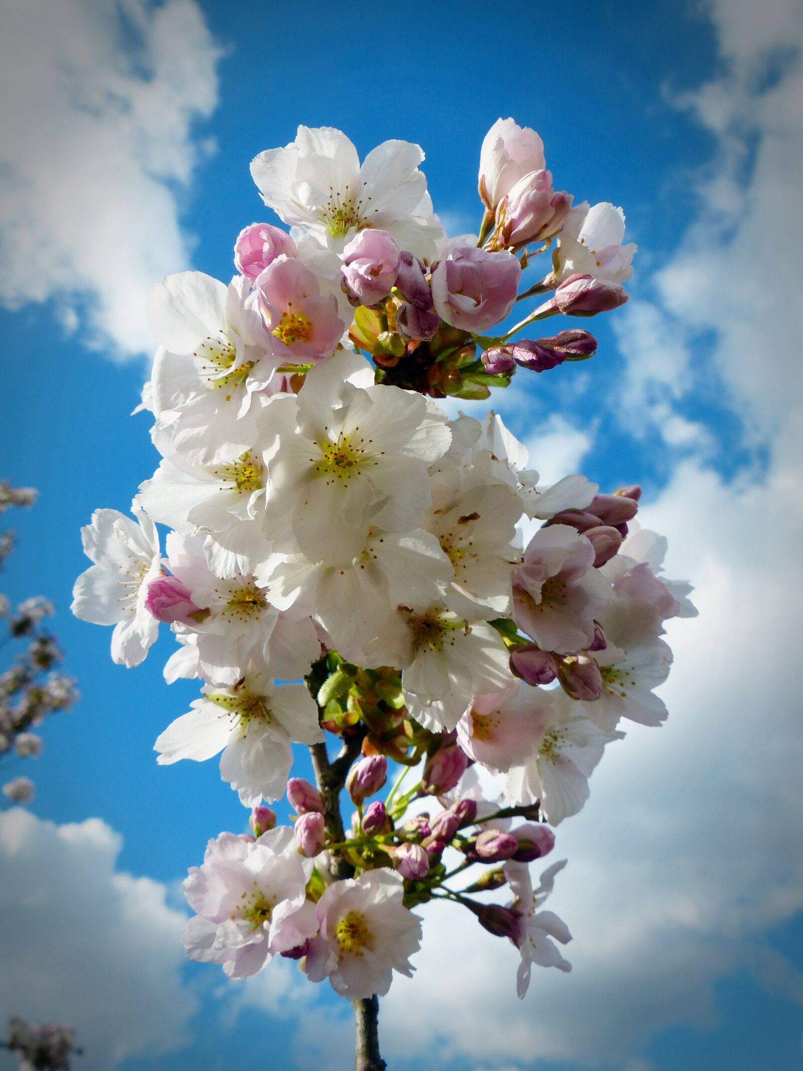 Panasonic Lumix DMC-FZ200 sample photo. Column cherry, sky, japanese photography