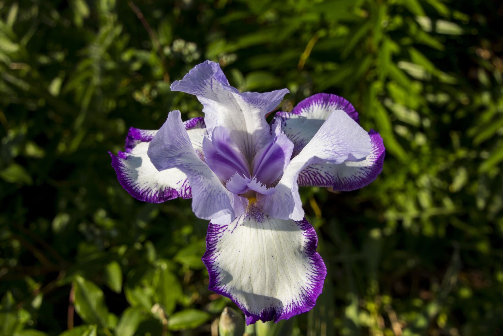 Canon EOS 60D sample photo. Iris, flower, garden photography