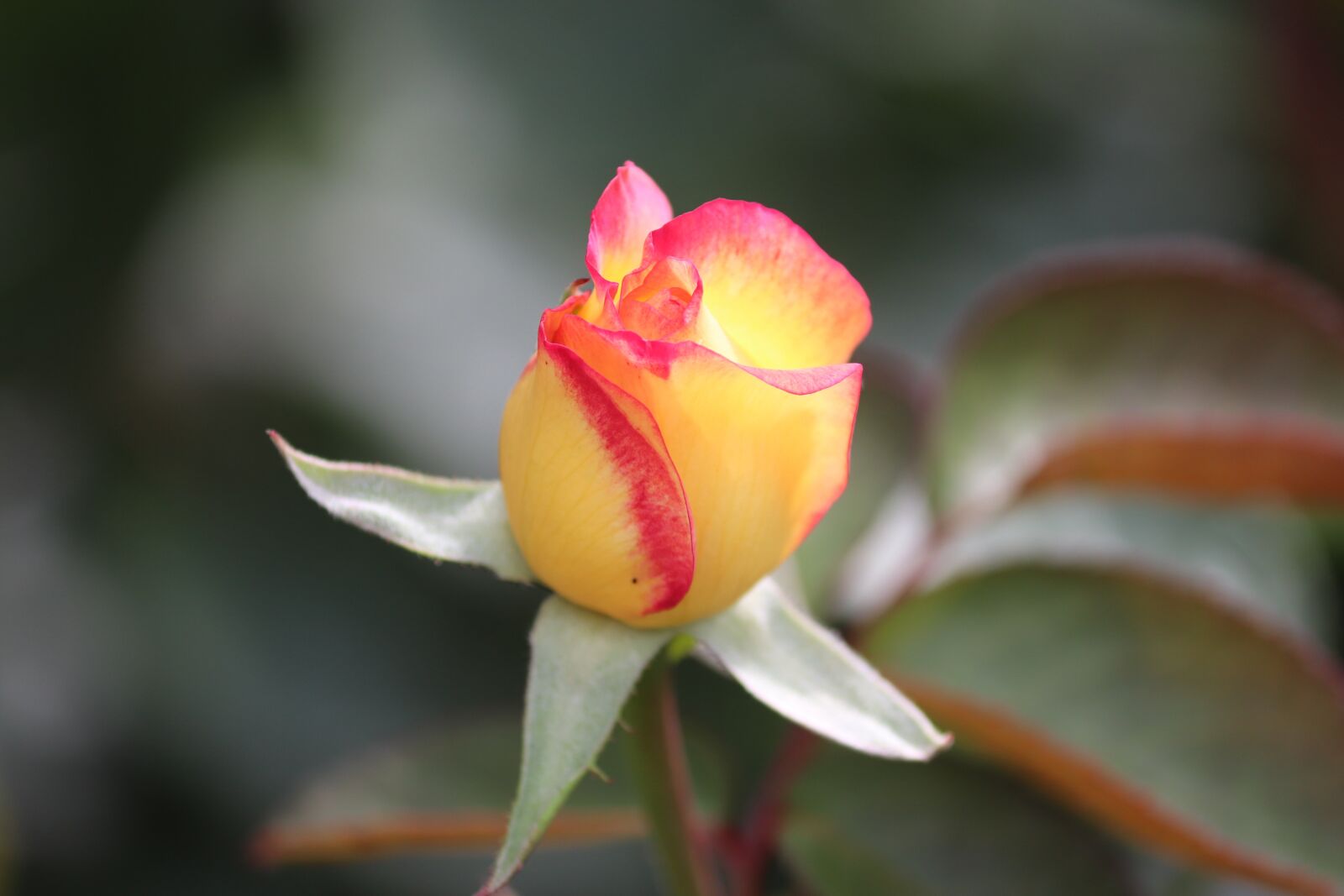 Canon EOS 200D (EOS Rebel SL2 / EOS Kiss X9) + Canon EF-S 55-250mm F4-5.6 IS II sample photo. Rose, yellow rose, flower photography