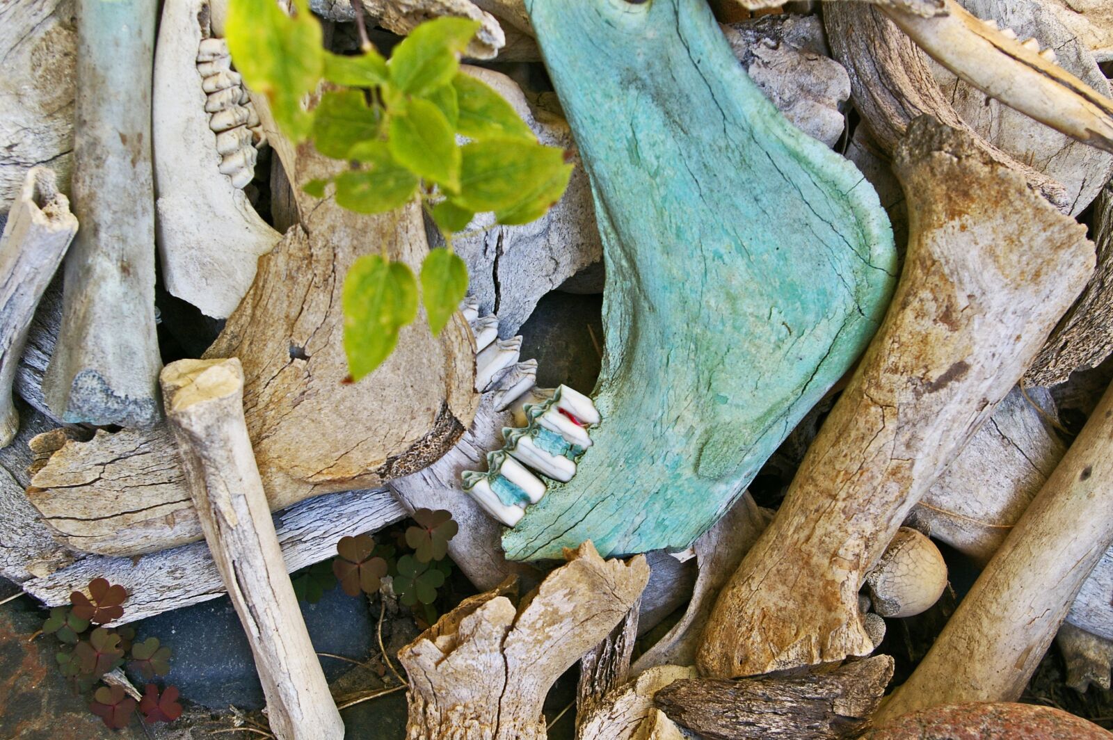 Pentax *ist DL2 sample photo. Bone fund, excavations, skull photography