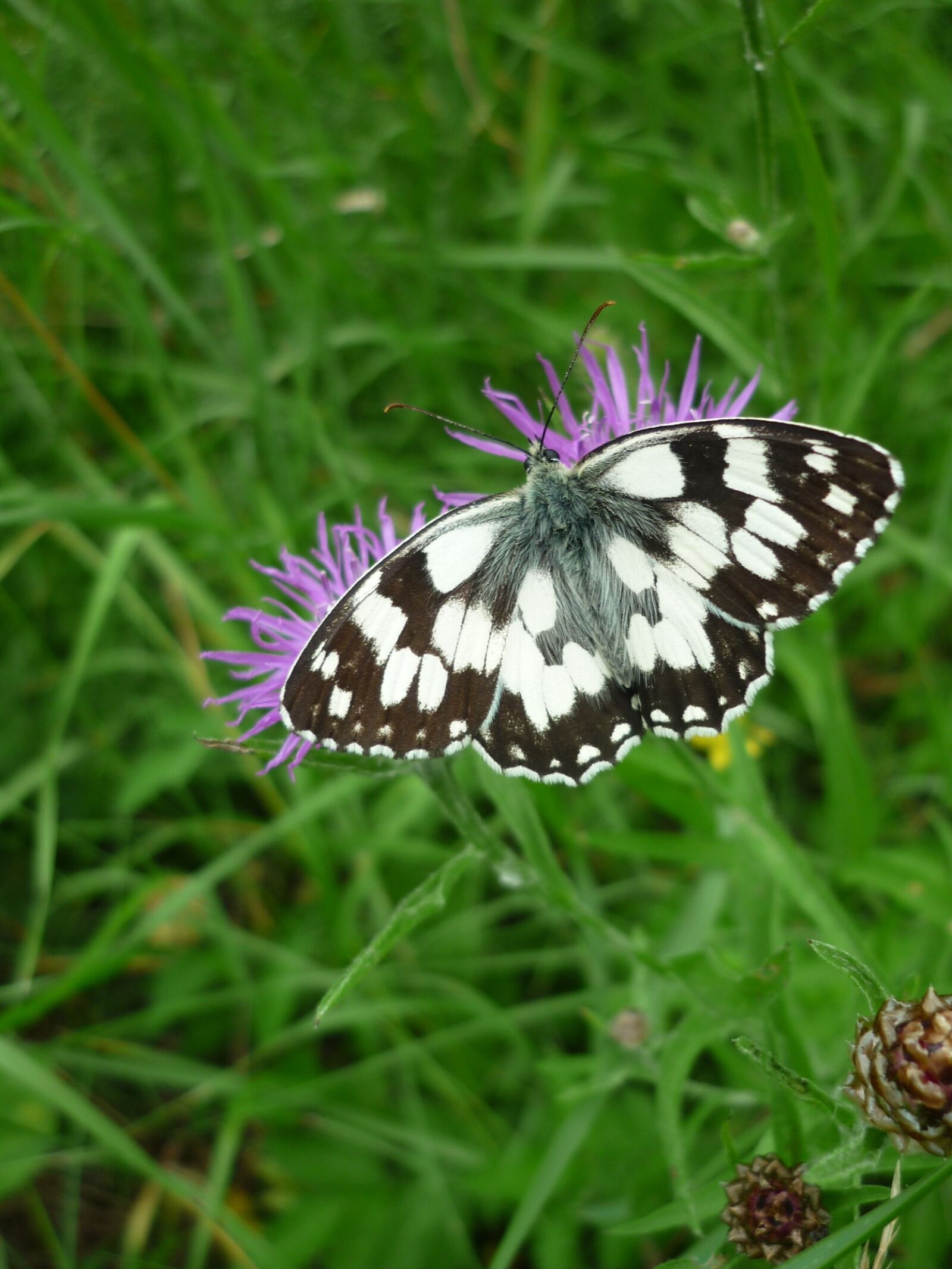 Panasonic Lumix DMC-FS6 sample photo. Women's board, butterfly, days photography