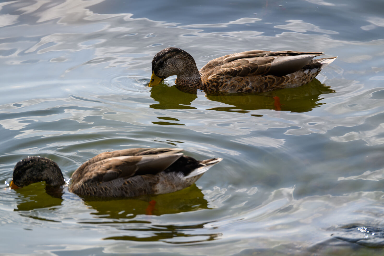 Nikon Z8 sample photo. Ducks photography