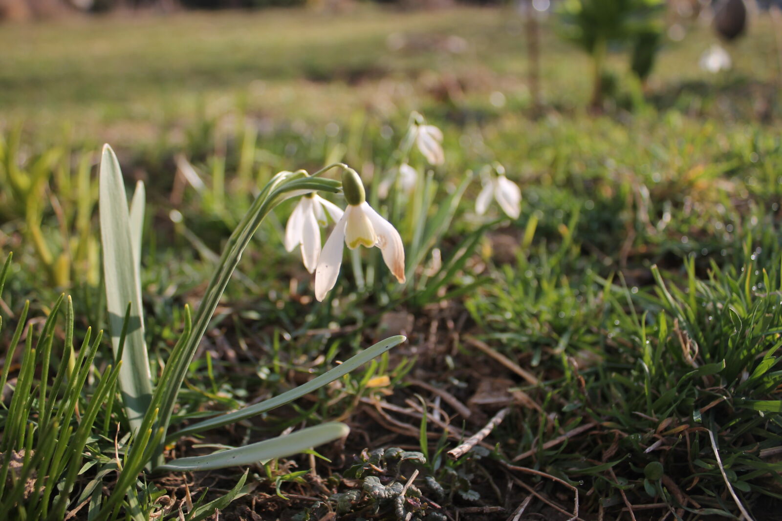 Canon EOS 1100D (EOS Rebel T3 / EOS Kiss X50) sample photo. Flower photography