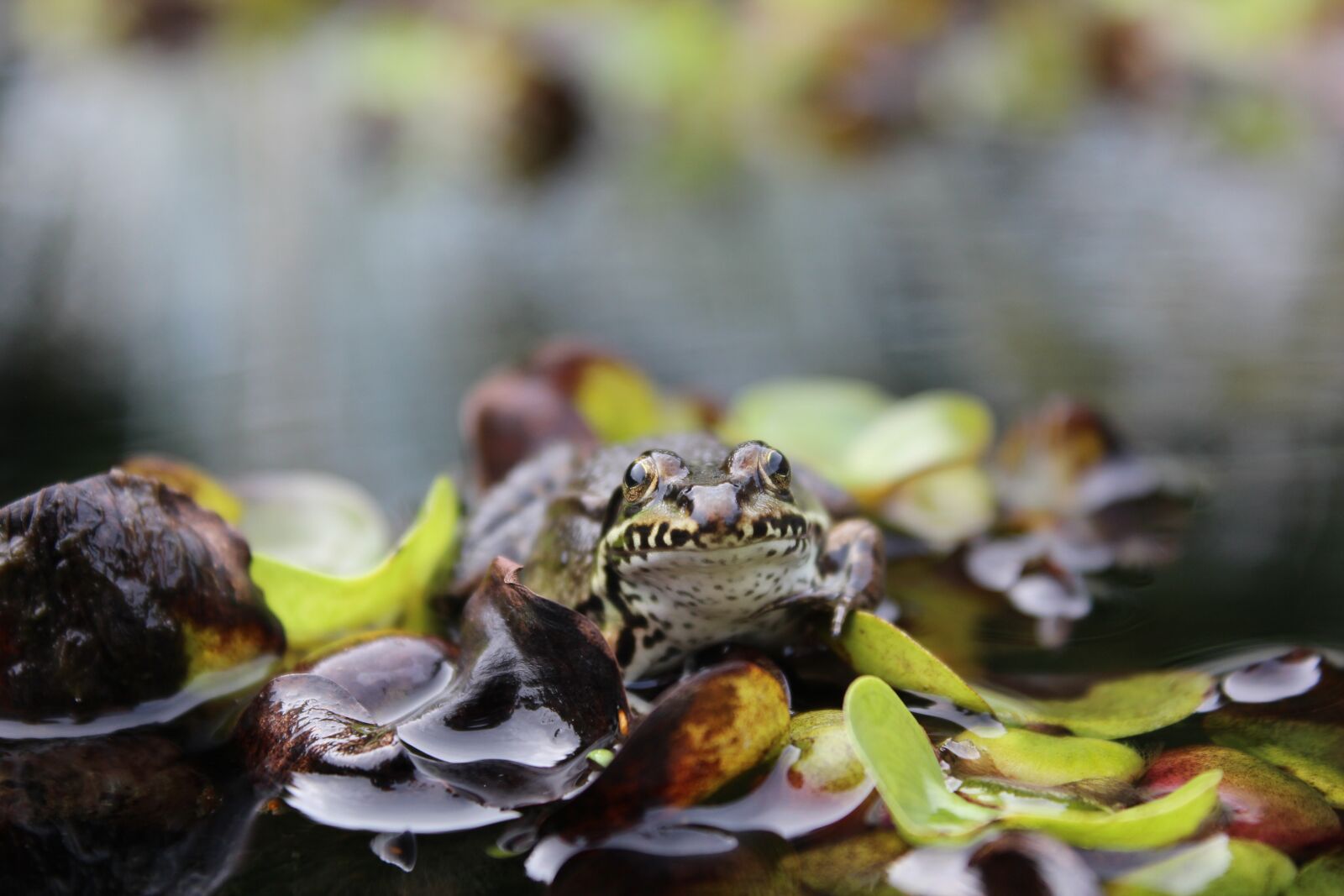 Canon EOS 600D (Rebel EOS T3i / EOS Kiss X5) sample photo. Frog pond, frog, water photography