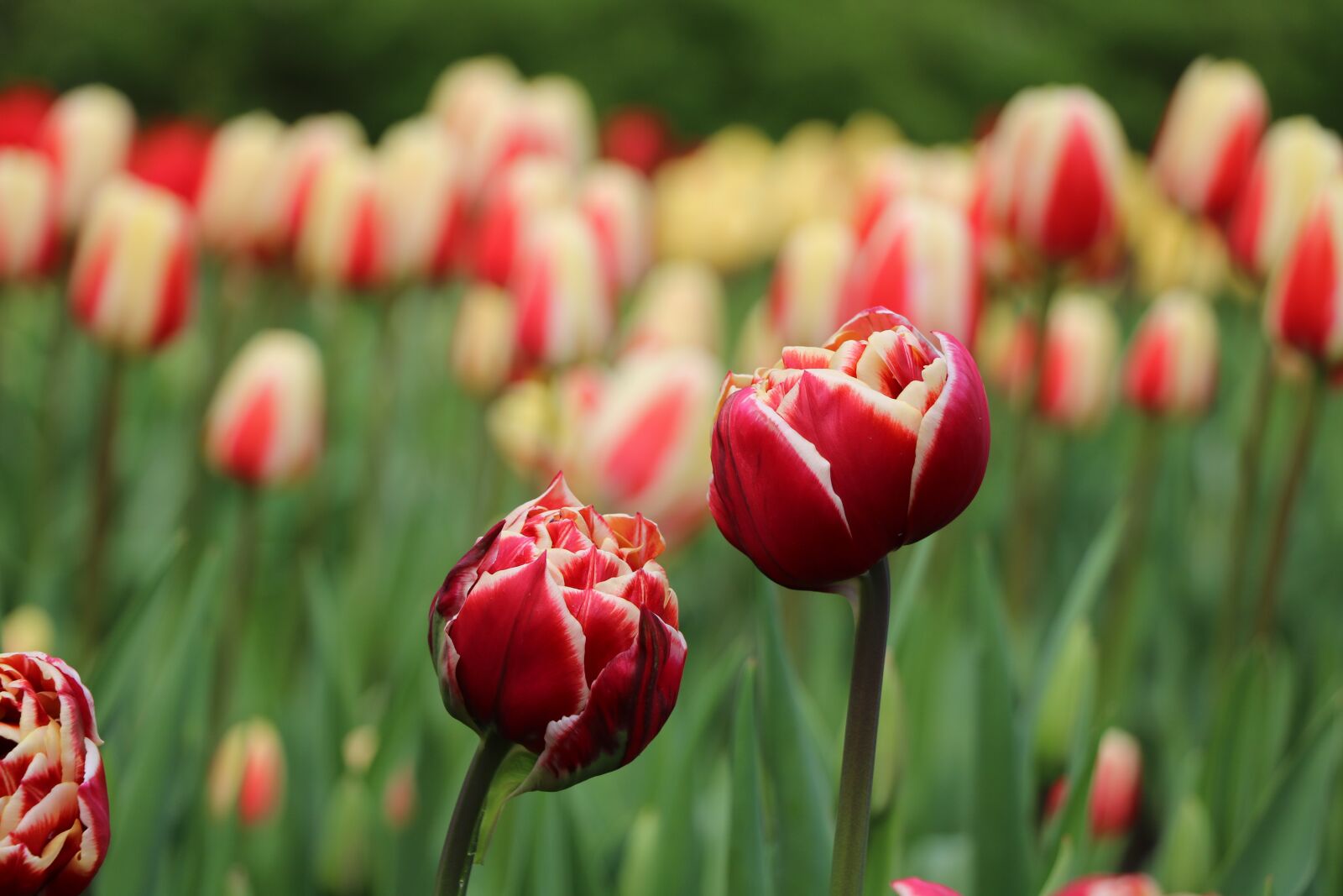Canon EOS 750D (EOS Rebel T6i / EOS Kiss X8i) sample photo. Nature, tulip, flower photography