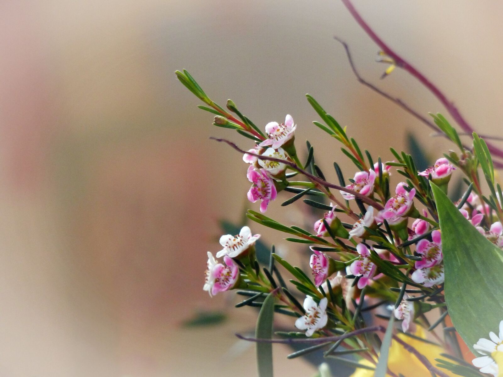 Panasonic Lumix DMC-FZ200 sample photo. Flowers, branches, spring photography