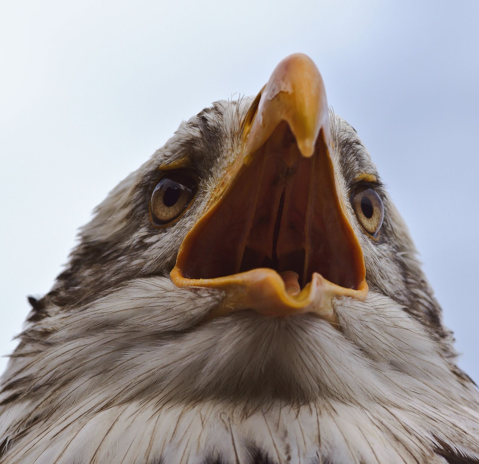 Sony SLT-A77 sample photo. Bald-eagle, adler, bird photography