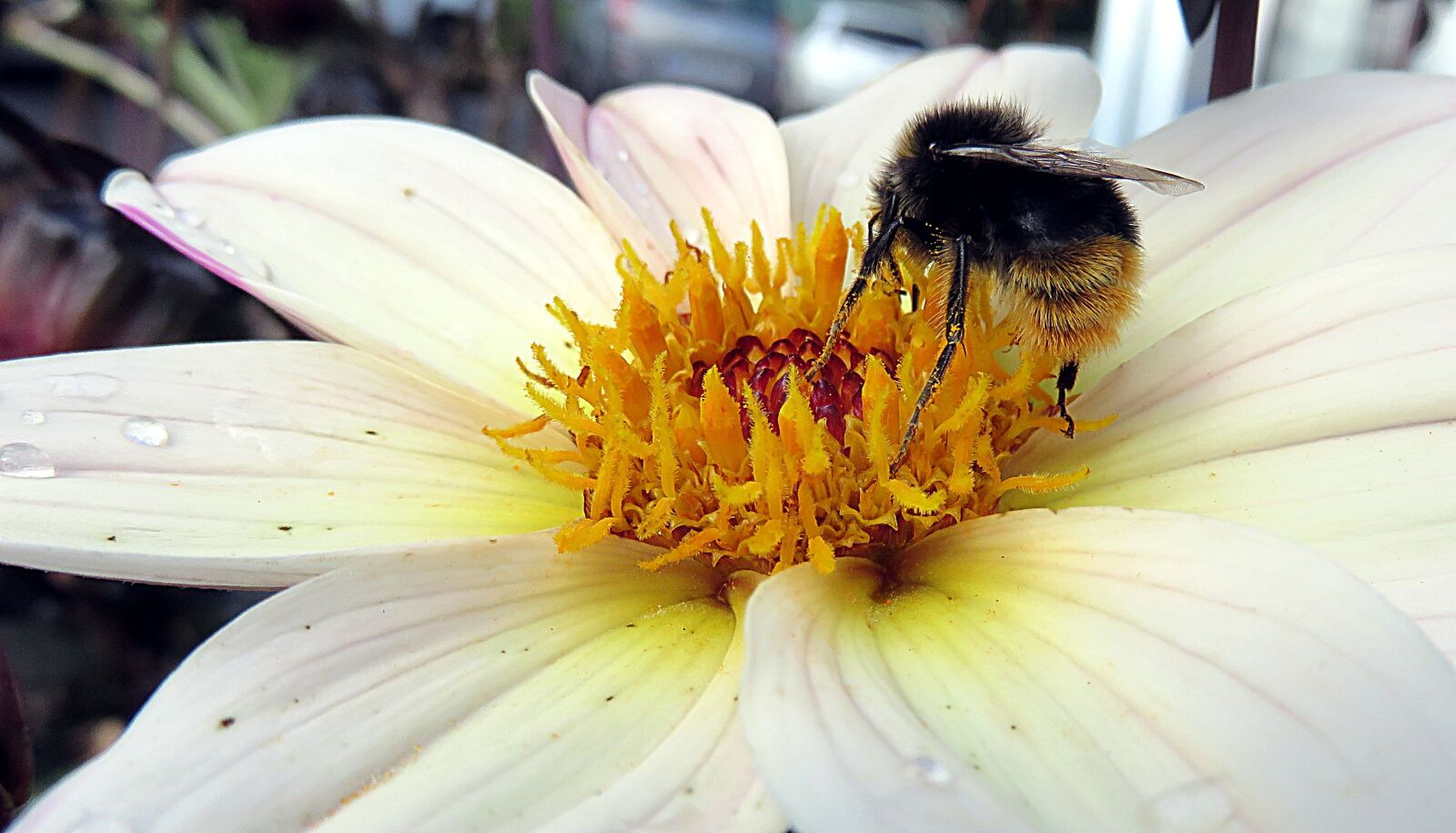 Canon PowerShot SX700 HS sample photo. Insect, bee, flower photography