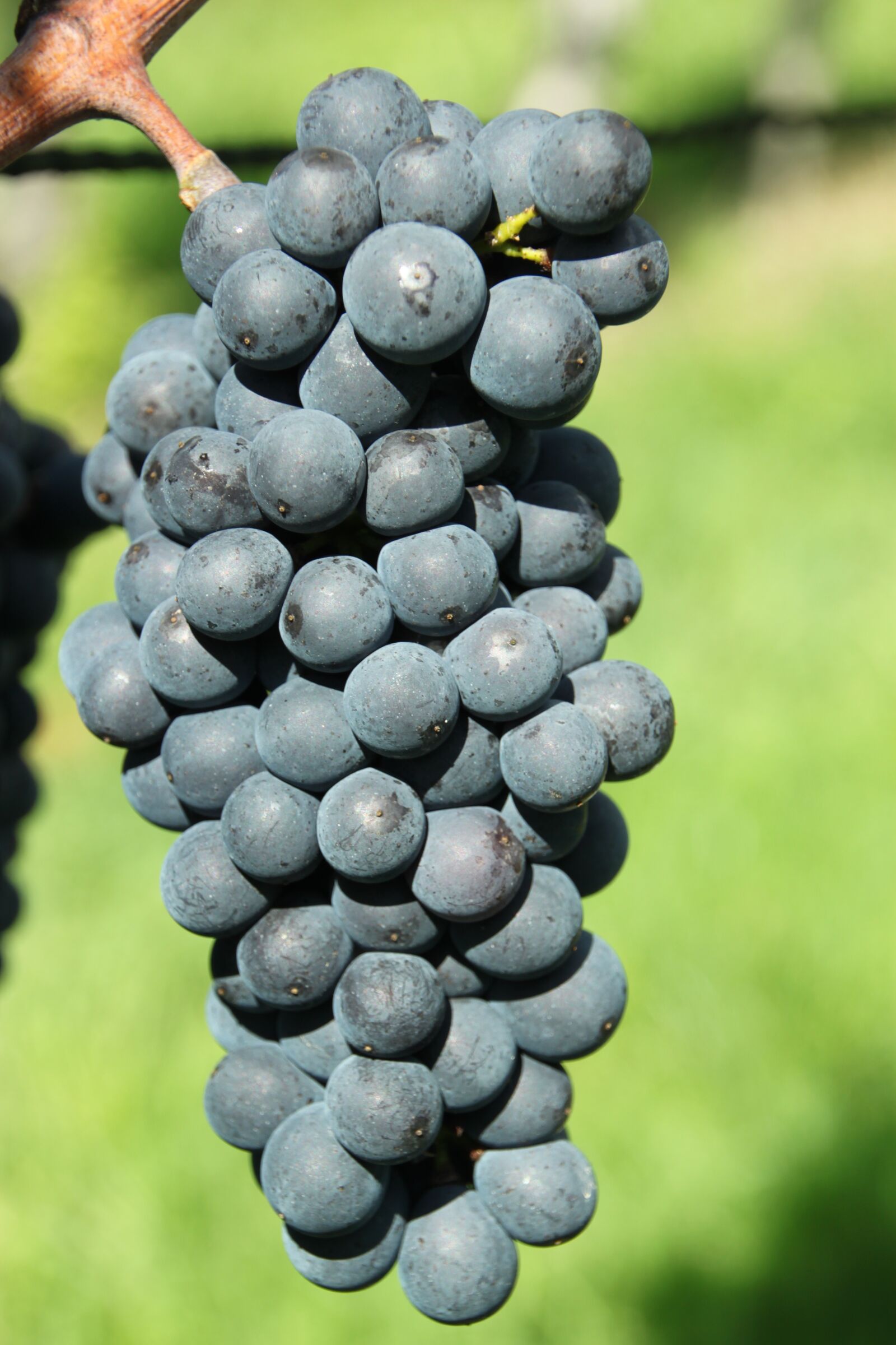 Canon EOS 500D (EOS Rebel T1i / EOS Kiss X3) sample photo. Grapes, blue burgundy, ripe photography