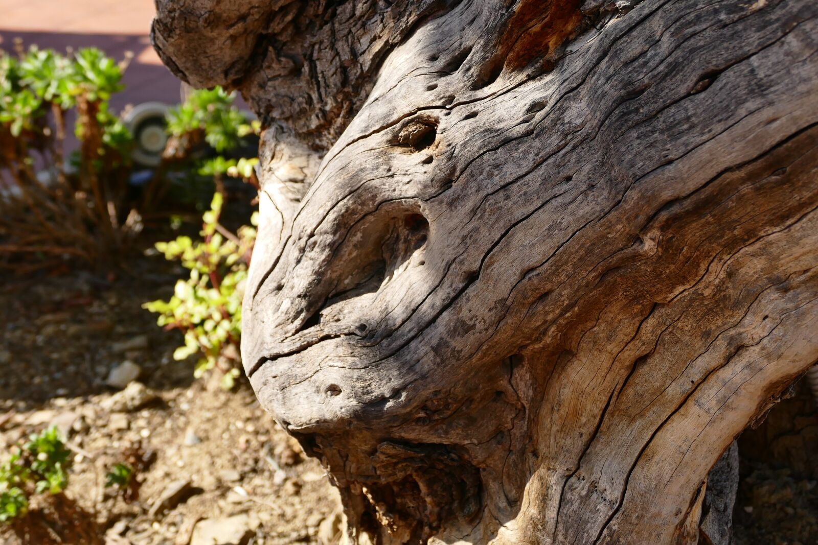 Panasonic Lumix DMC-FZ1000 sample photo. Wood, old tree, olive photography