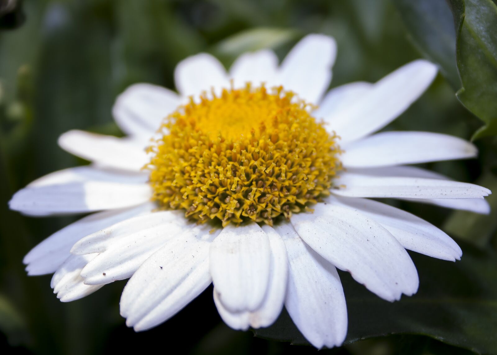 Canon EOS 1000D (EOS Digital Rebel XS / EOS Kiss F) sample photo. Chrysanthemum, white, garden photography