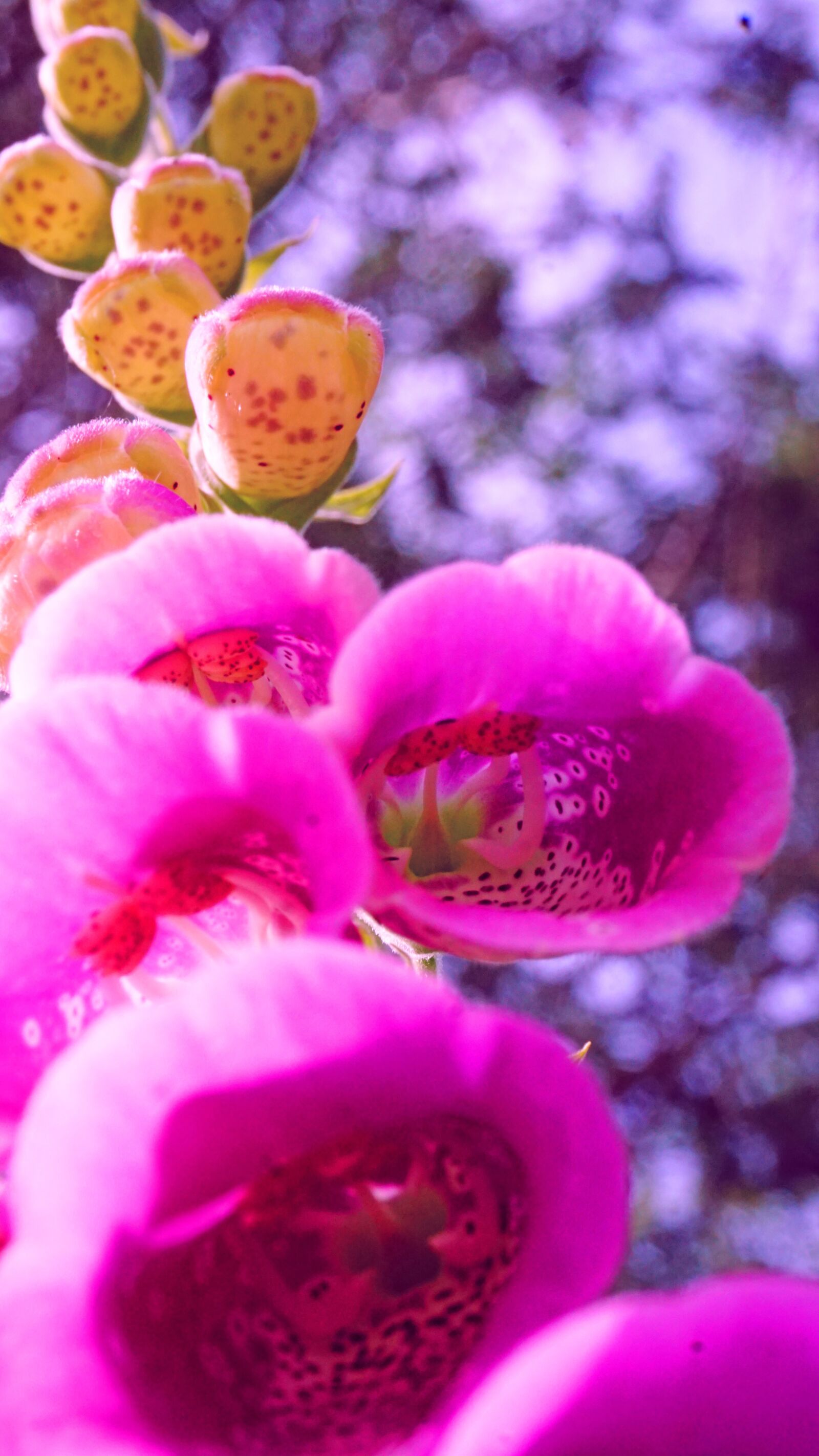 Sony E 16-50mm F3.5-5.6 PZ OSS sample photo. Digitalis purpurea, flower, nature photography