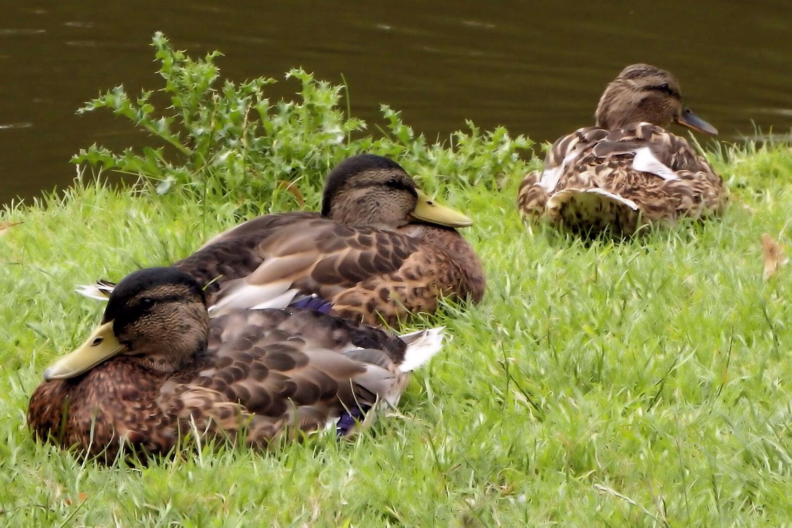Fujifilm FinePix SL1000 sample photo. Mallards, ducks, meadow photography
