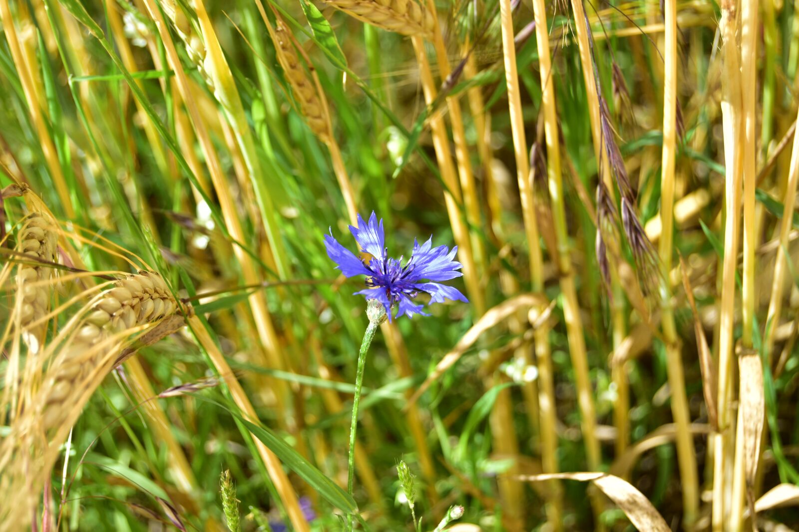 Nikon D5600 sample photo. Cornflower, cornfield, wheat photography