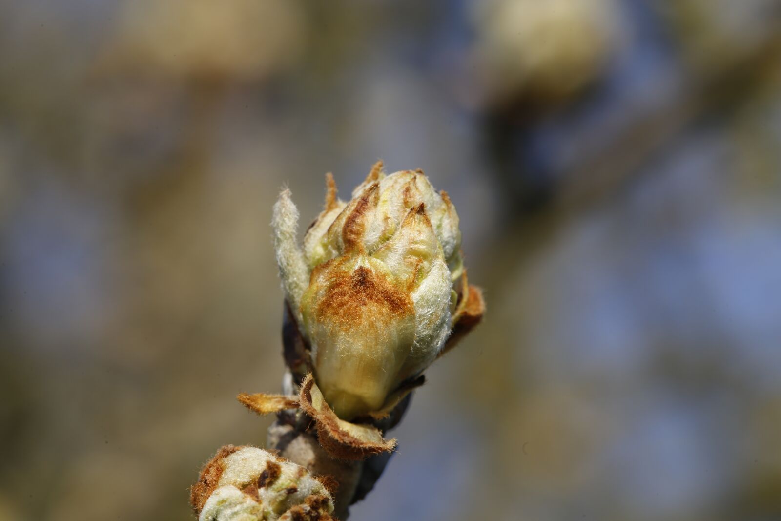 Canon EF 100mm F2.8L Macro IS USM sample photo. Spring, plant, engine photography