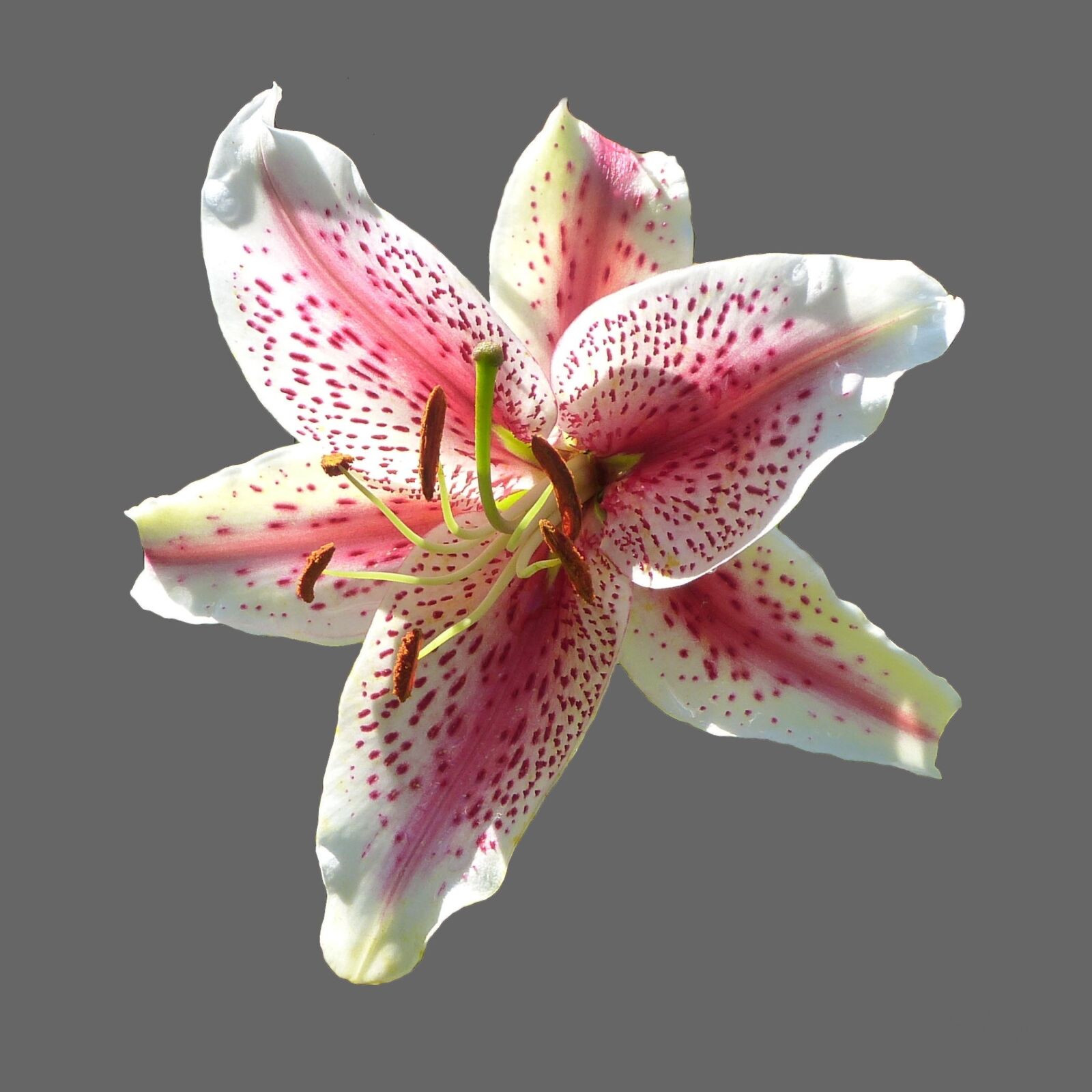 Panasonic Lumix DMC-FZ150 sample photo. Lily, blossom, bloom photography