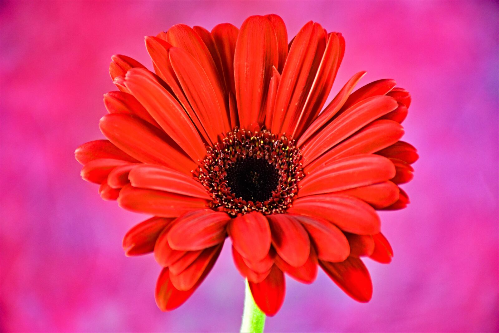 Nikon D5500 sample photo. Daisy, flower, spring photography