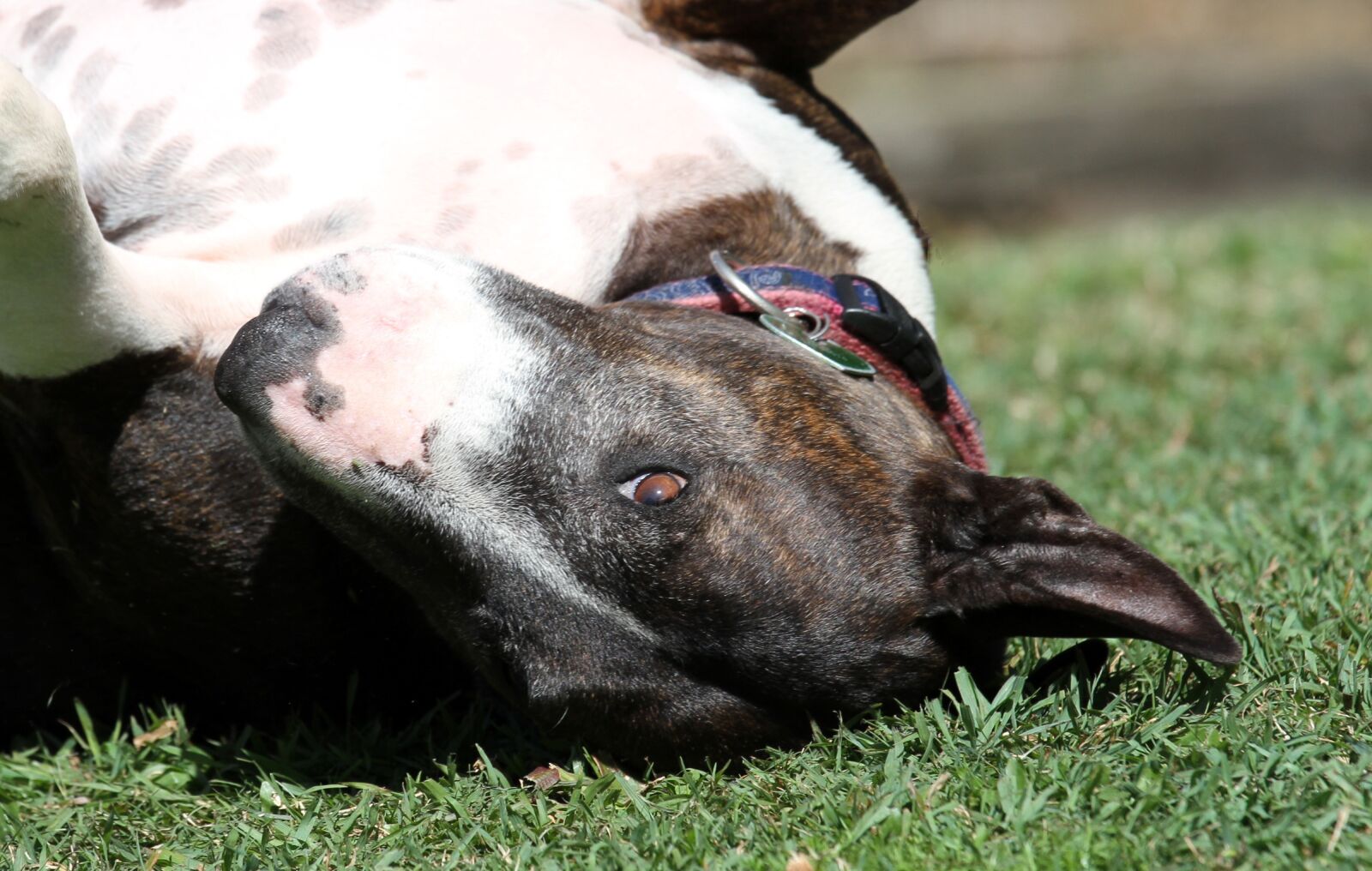 Canon EOS 7D + Canon EF 70-200mm F4L IS USM sample photo. Dog, bull terrier, canine photography