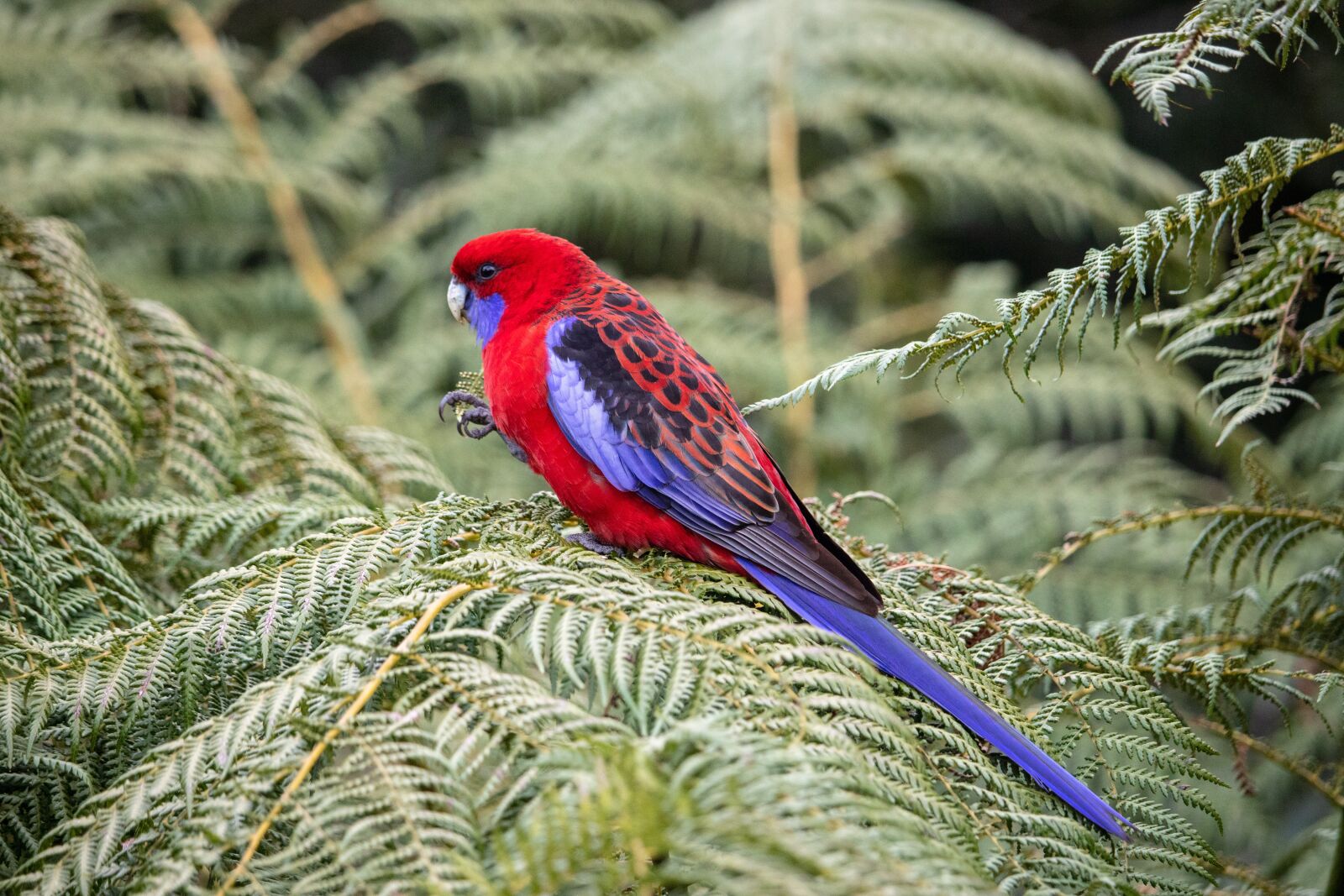 Canon EOS 200D (EOS Rebel SL2 / EOS Kiss X9) sample photo. Rosella, bird, wild photography
