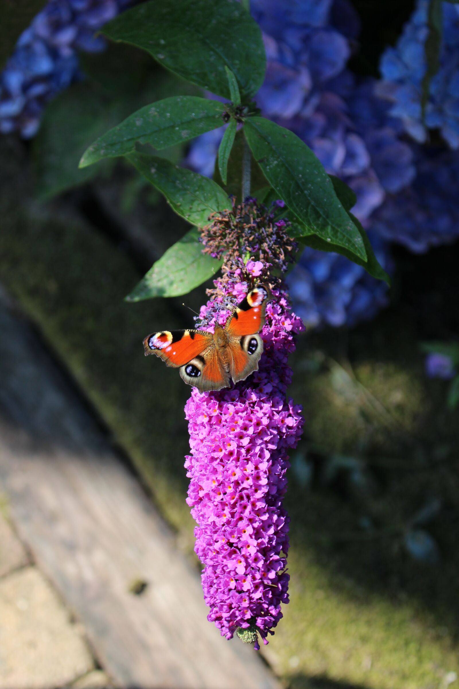 Canon EOS 100D (EOS Rebel SL1 / EOS Kiss X7) sample photo. Dagpauwvlinder, butterfly, garden photography