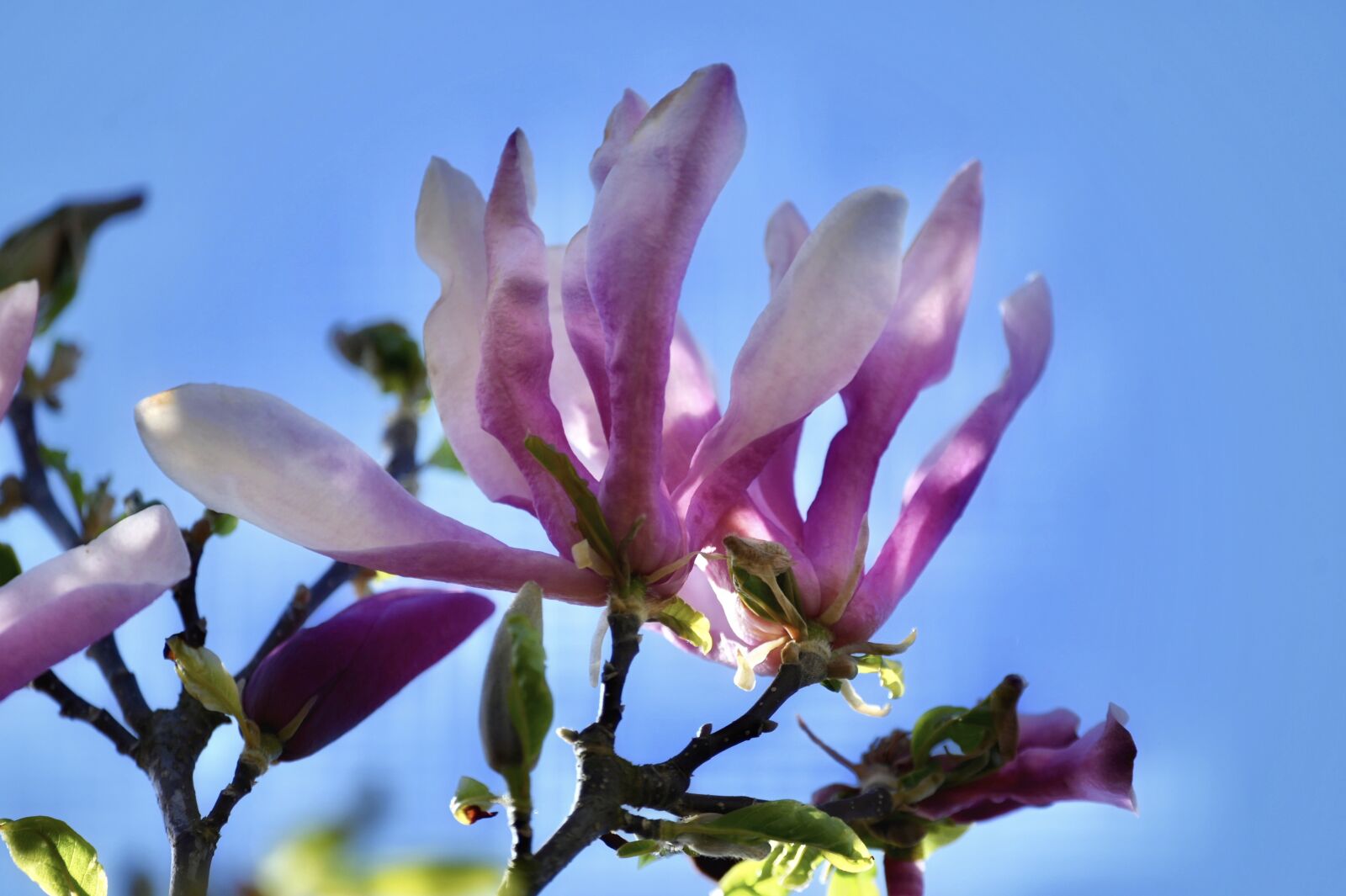 Nikon Z6 sample photo. Magnolia, magnolia blossom, magnolia photography