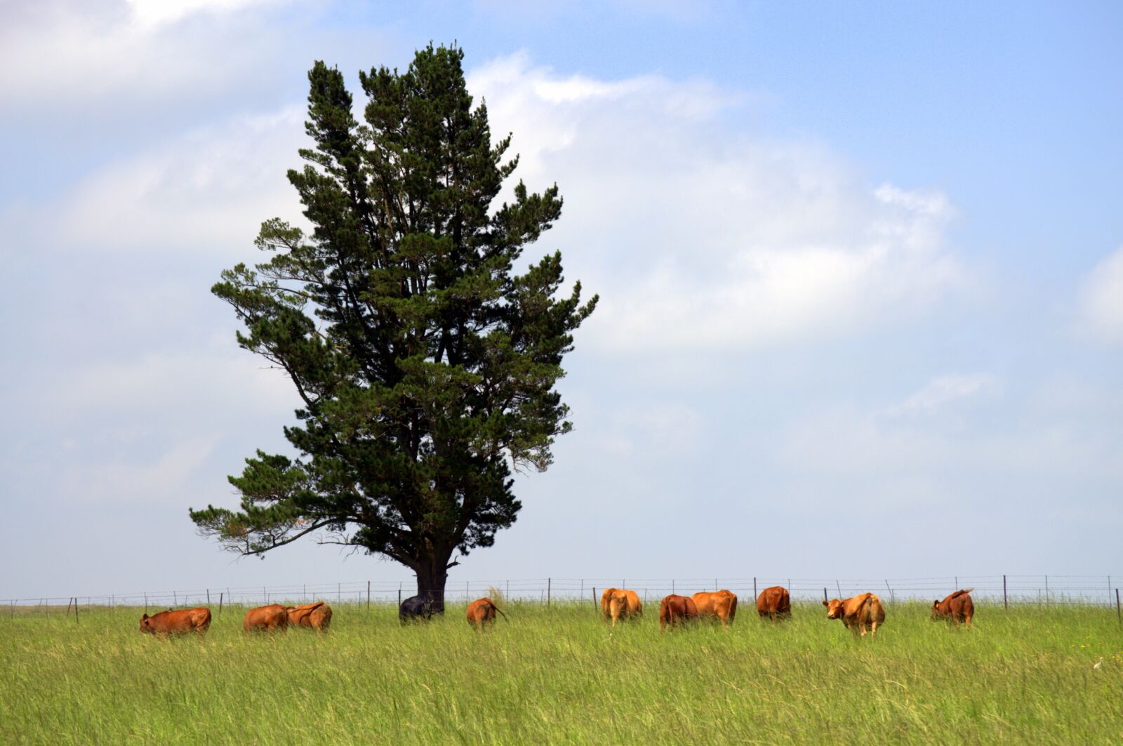 Nikon D3100 sample photo. Agriculture, country, farming photography