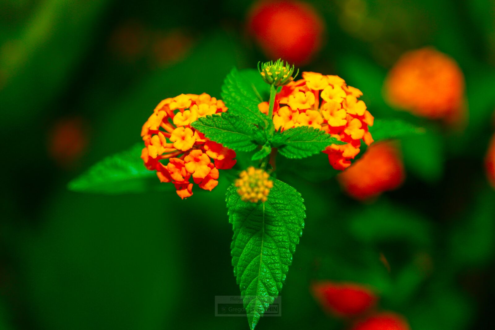 Canon EOS 6D + Canon EF 24-105mm F4L IS USM sample photo. Flowers, country, haiti photography