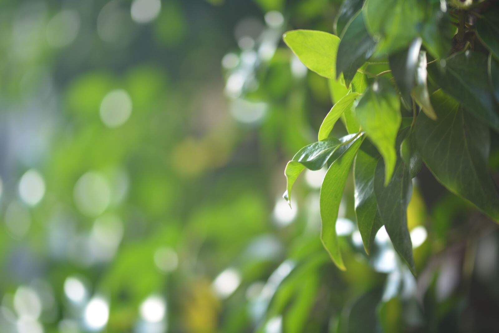 Nikon D7100 sample photo. Ivy, green, fouling photography