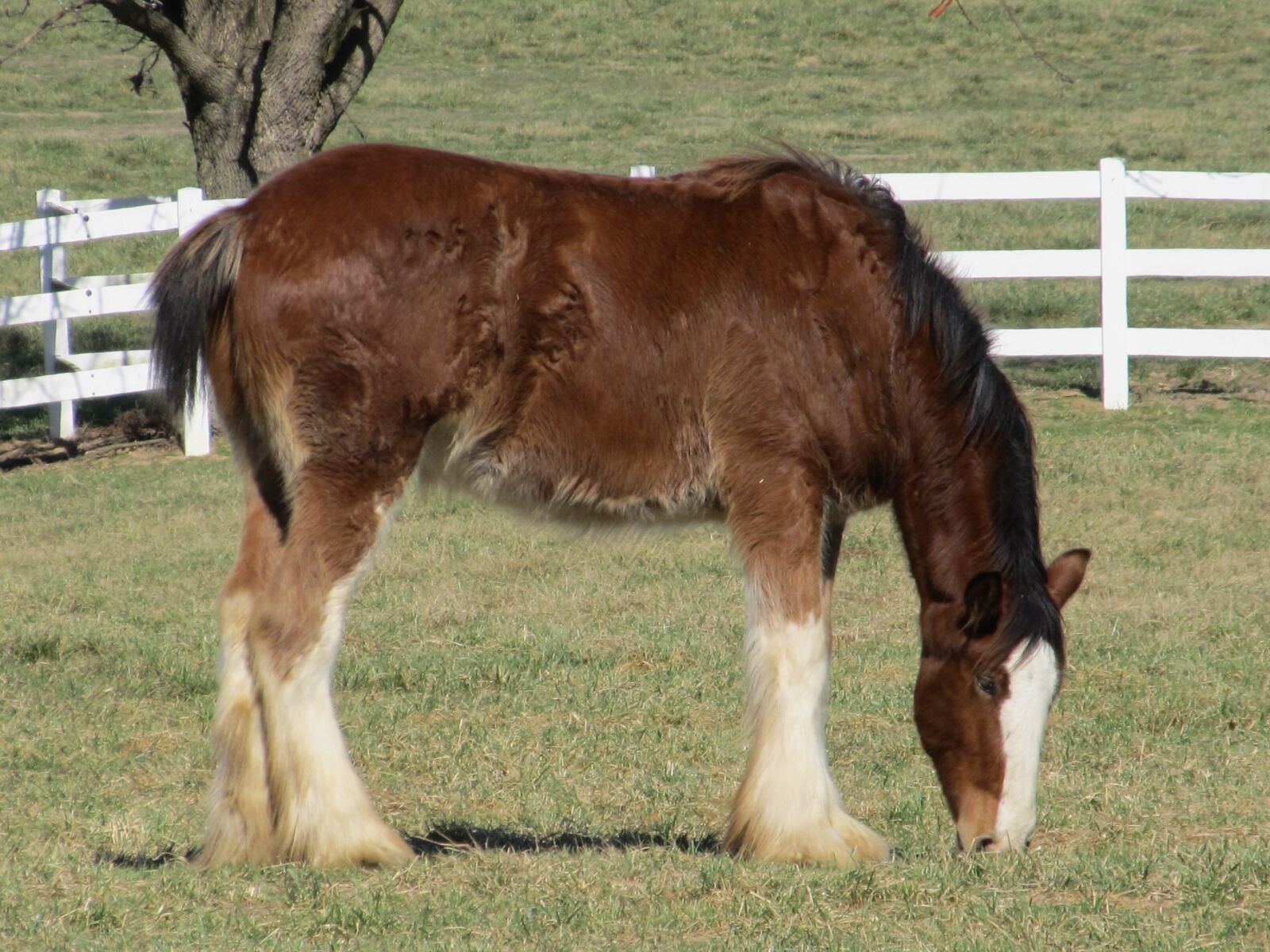Canon PowerShot SX130 IS sample photo. Clydesdale, horse, yearling photography