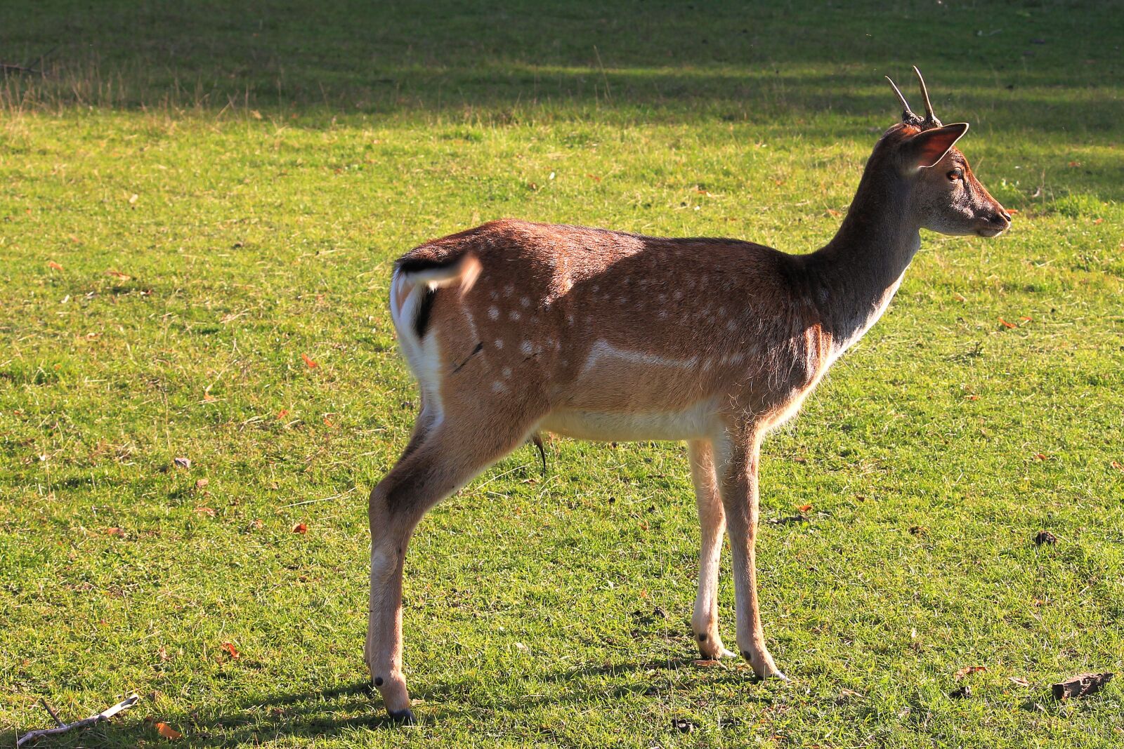 Canon EF-S 55-250mm F4-5.6 IS II sample photo. Glade, young deer, fallow photography