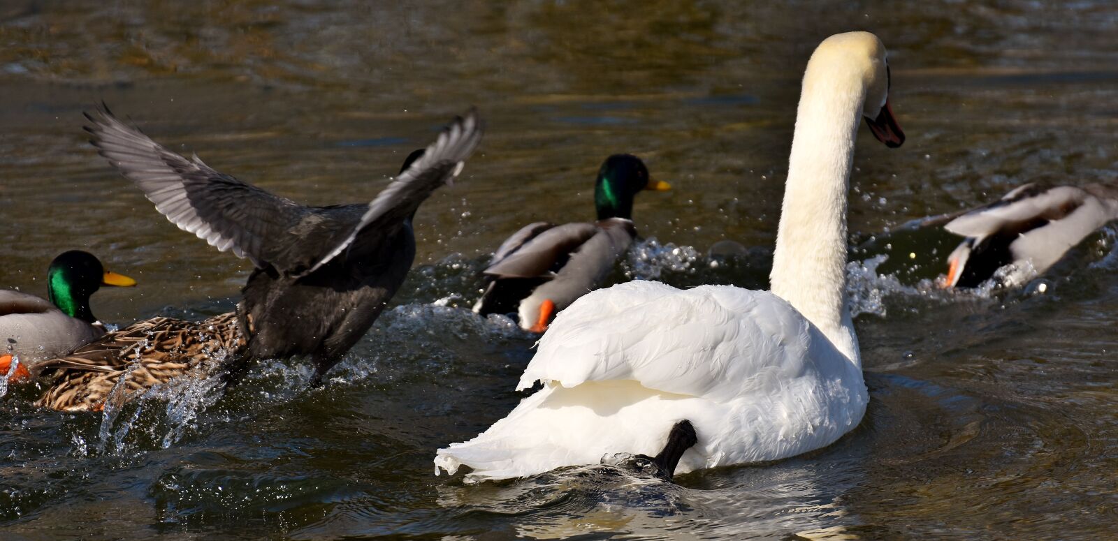 Nikon D7200 sample photo. Goose, flying, flight photography