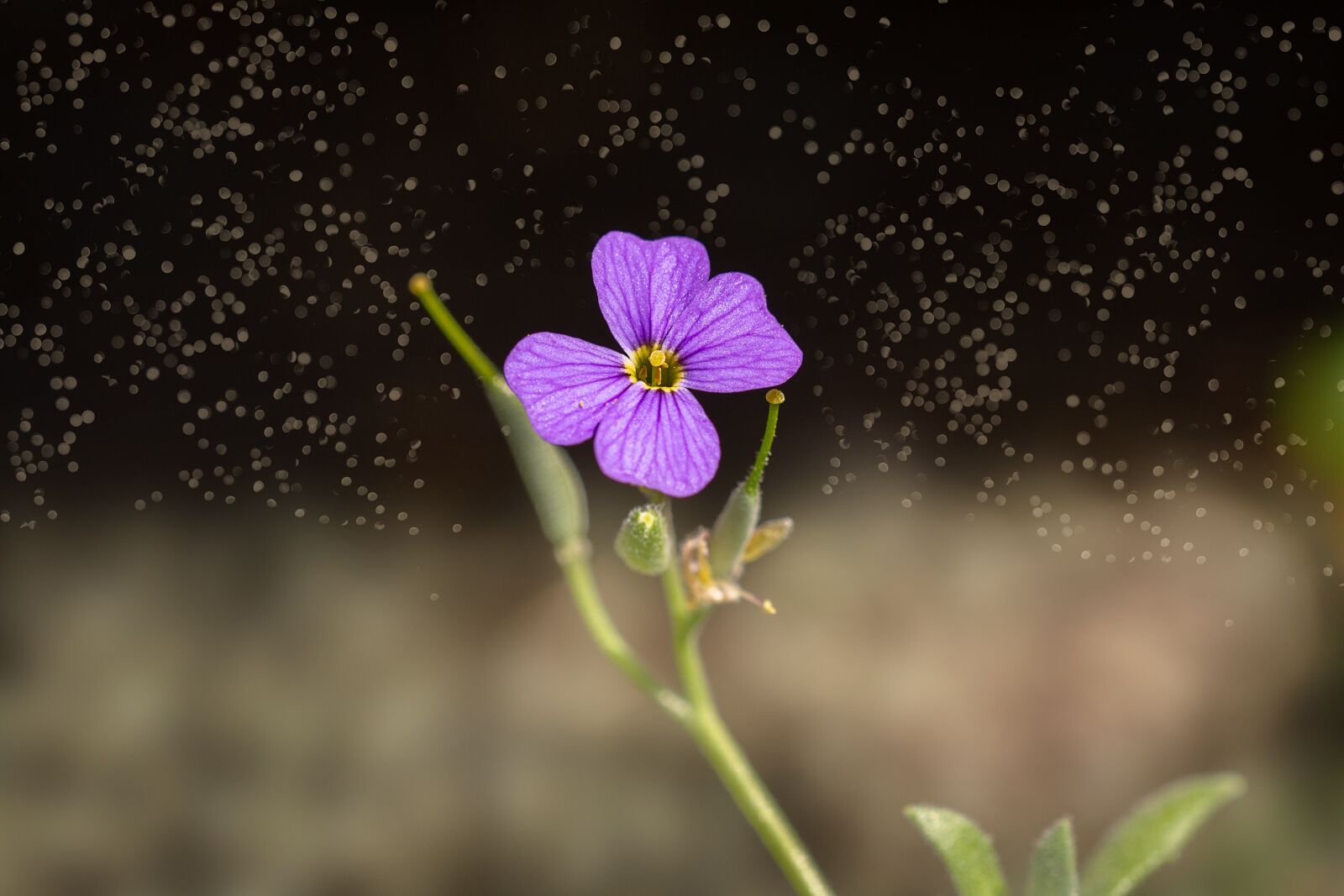 Nikon D7100 sample photo. Flower, violet, violet flower photography