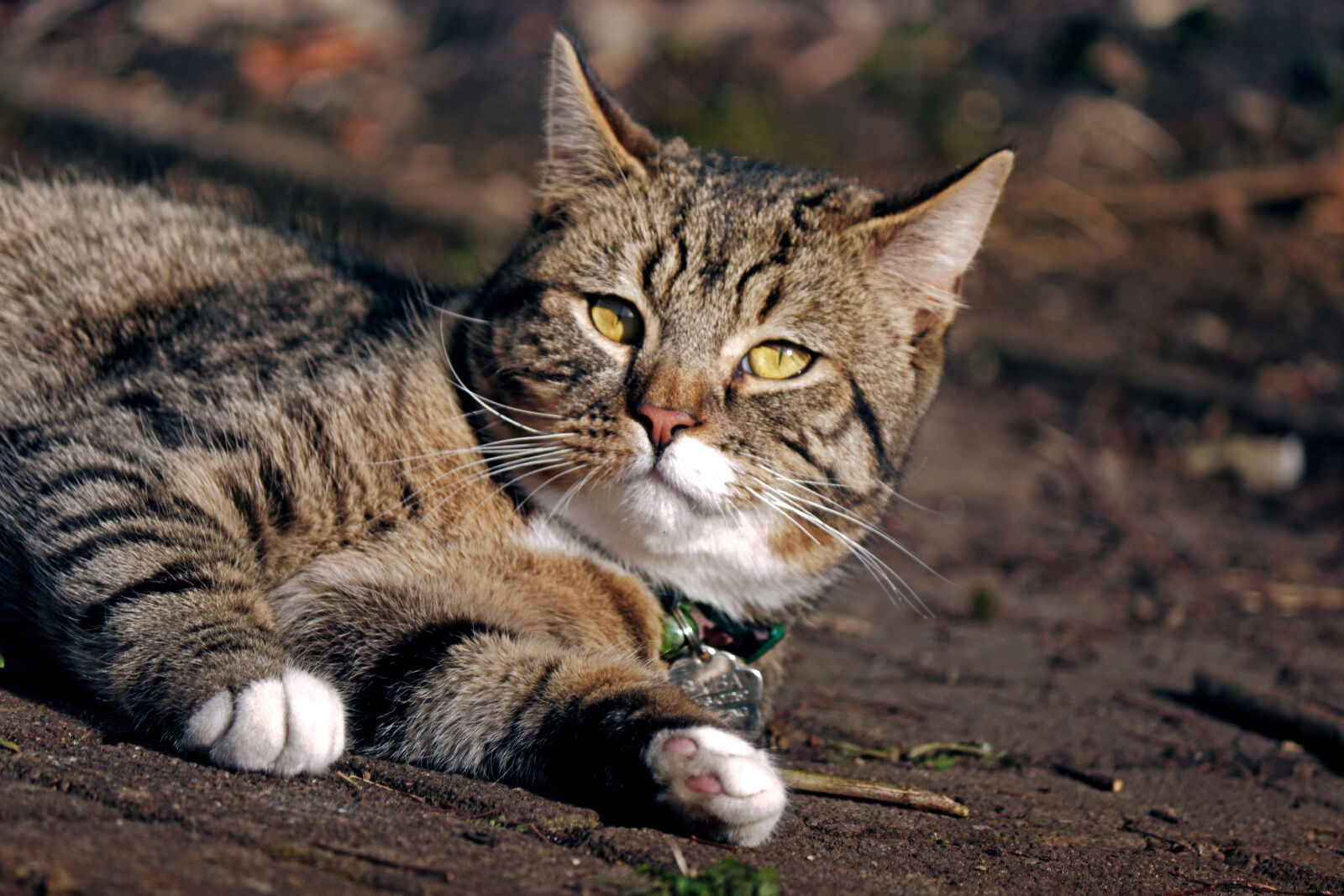Canon EOS 80D sample photo. Cat photography