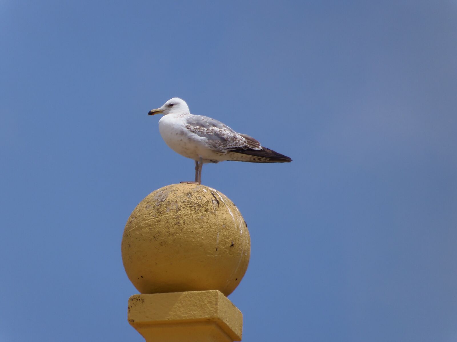 Olympus SP-810UZ sample photo. Seagull, birds, animals photography