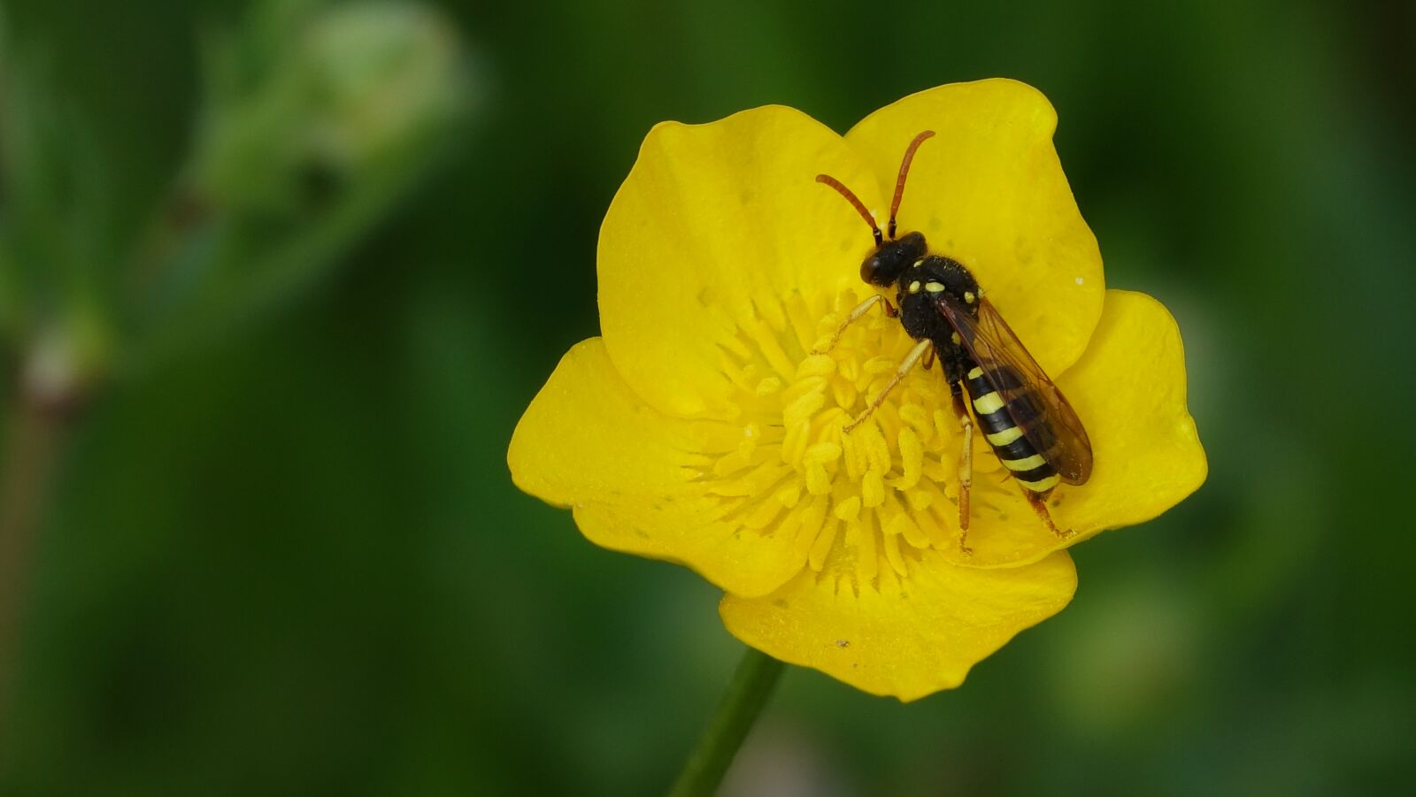 Sony Cyber-shot DSC-RX10 III sample photo. Nature, insect, flower photography