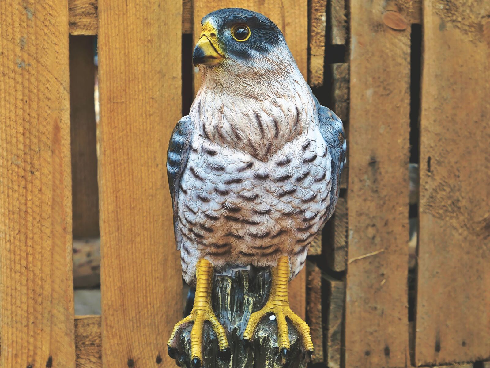 Panasonic Lumix DMC-LX10 (Lumix DMC-LX15) sample photo. Falcon, bird, bird of photography