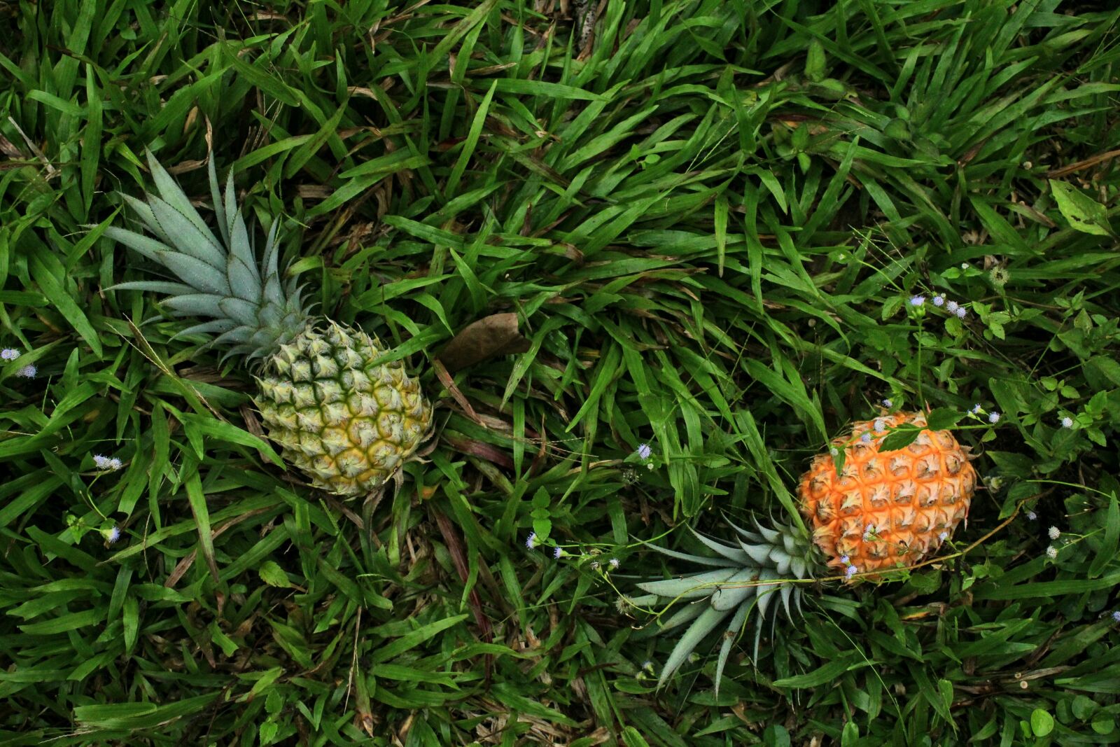 Canon EOS 1300D (EOS Rebel T6 / EOS Kiss X80) sample photo. Pineapple, grass, nature photography