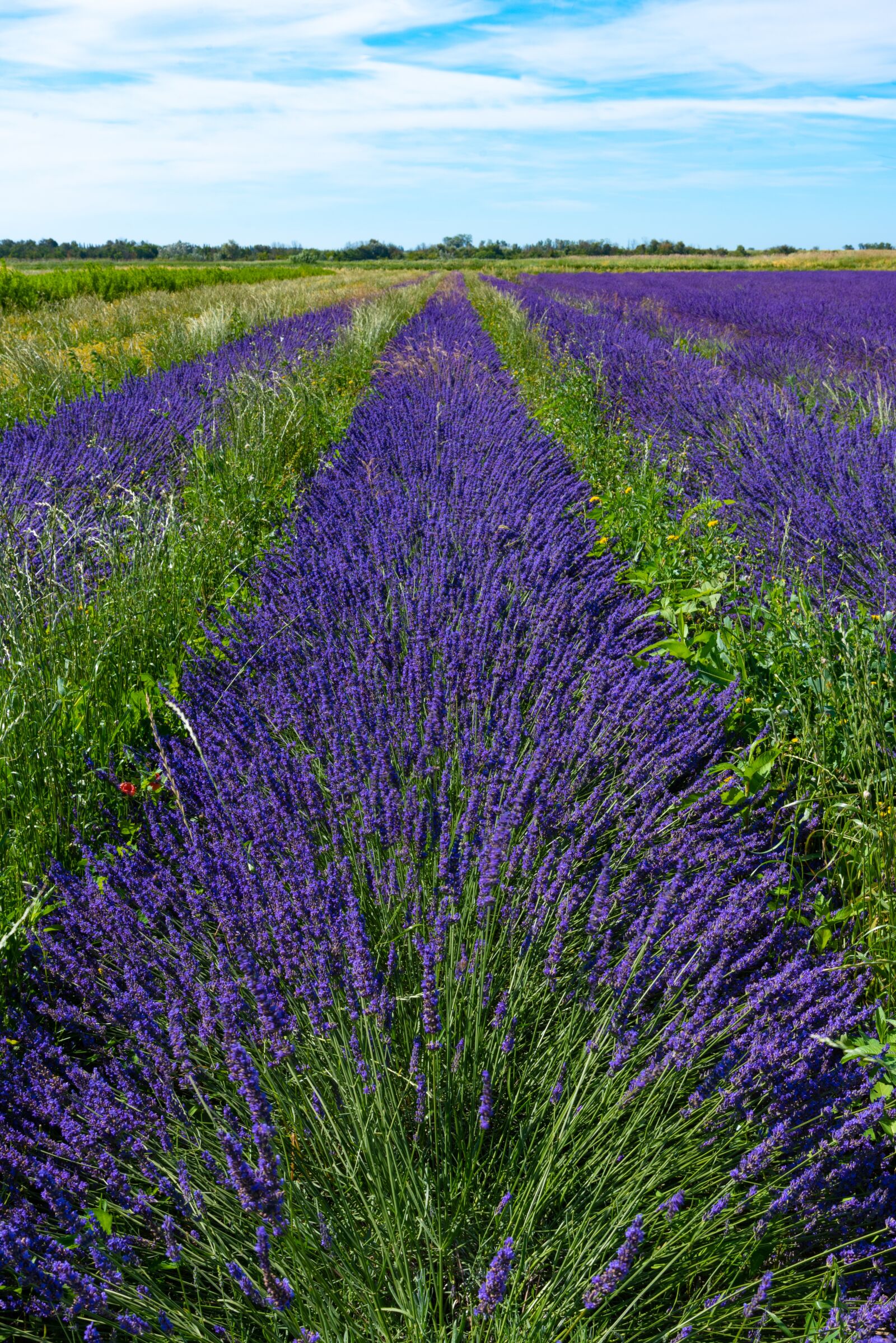 Nikon D750 sample photo. Lavender, lavender field, field photography