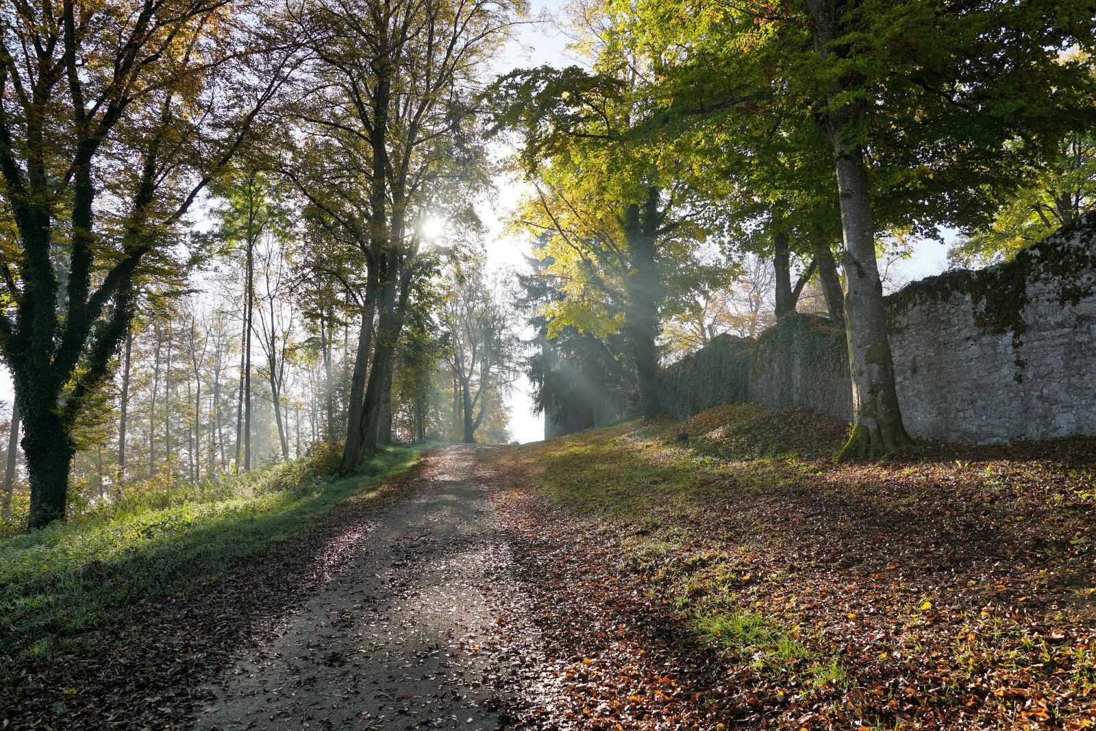 Sony ILCA-77M2 + Sony DT 16-50mm F2.8 SSM sample photo. Autumn, hike, tuttlingen photography