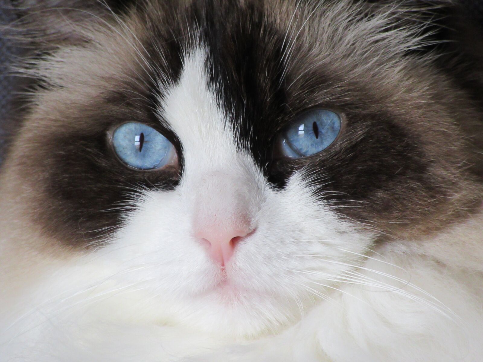 Canon PowerShot SX610 HS sample photo. Cat, ragdoll, look photography